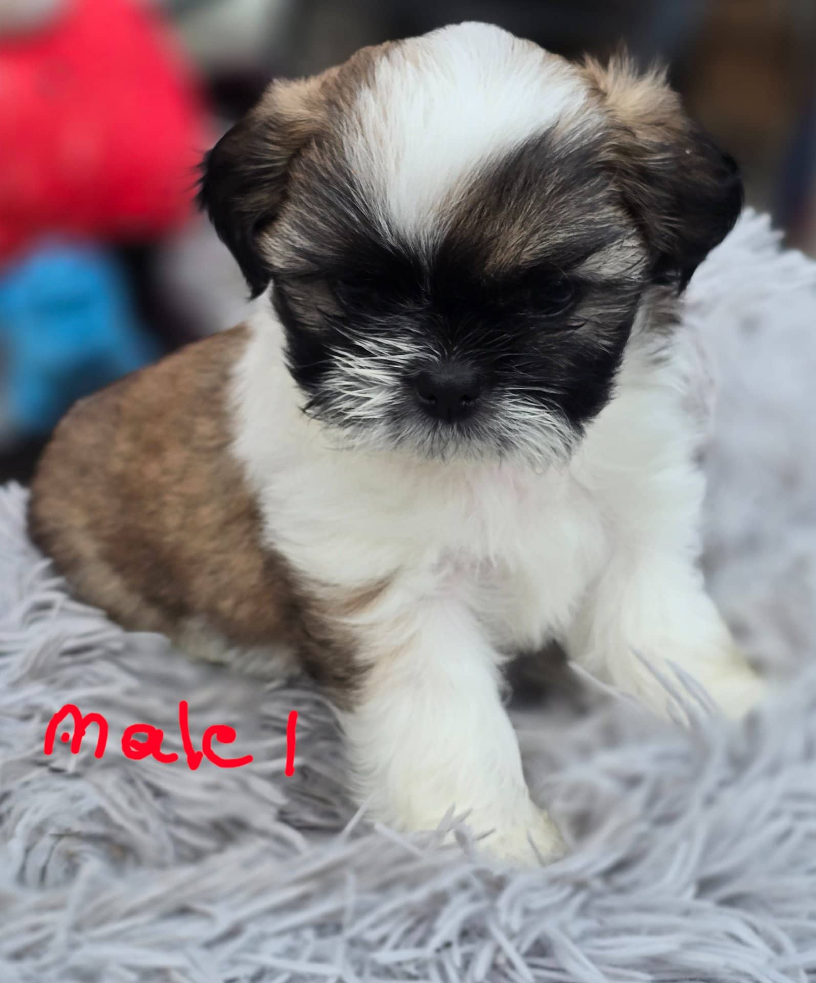 Male #1, Male #2 - Shih-Tzu available for adoption at Owner Rehoming in Edmonton (1 of 4)