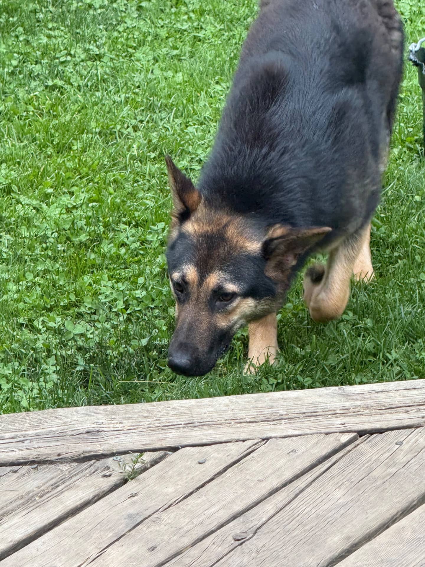 Betty - Shepherd Mix available for adoption at Owner Rehoming in Kitchener (1 of 3)