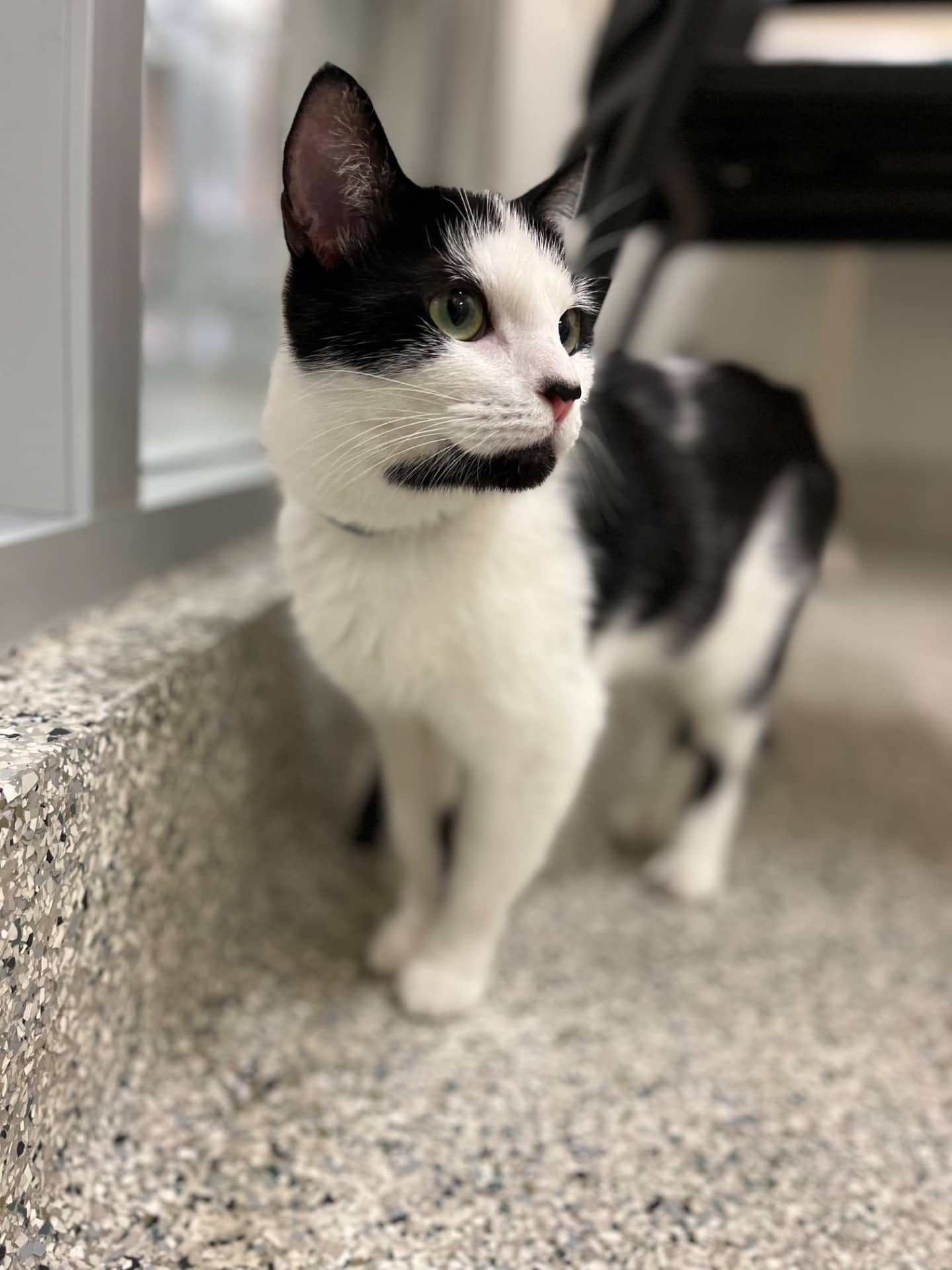 Reo - Domestic Medium Hair cat available for adoption at Owner Rehoming in Ottawa (1 of 3)