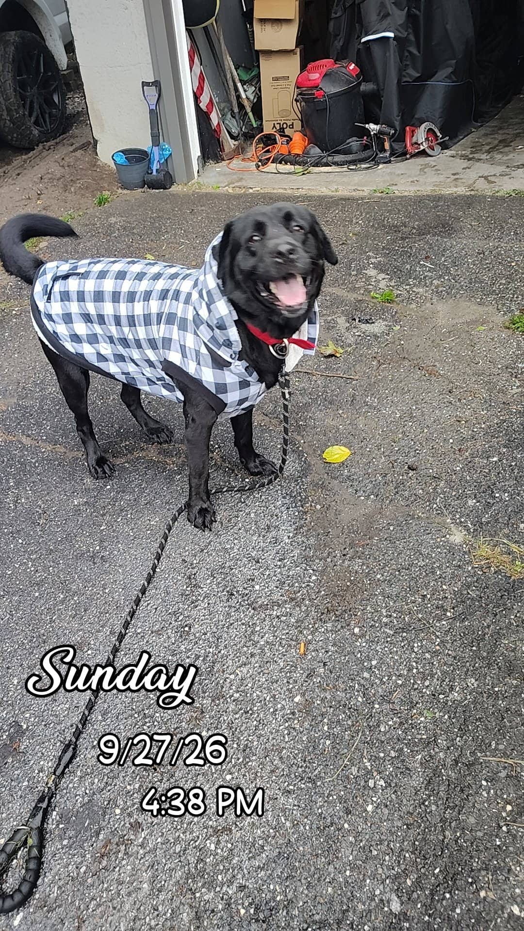 Bear - Newfoundland Lab Mix available for adoption in Newfoundland and Labrador