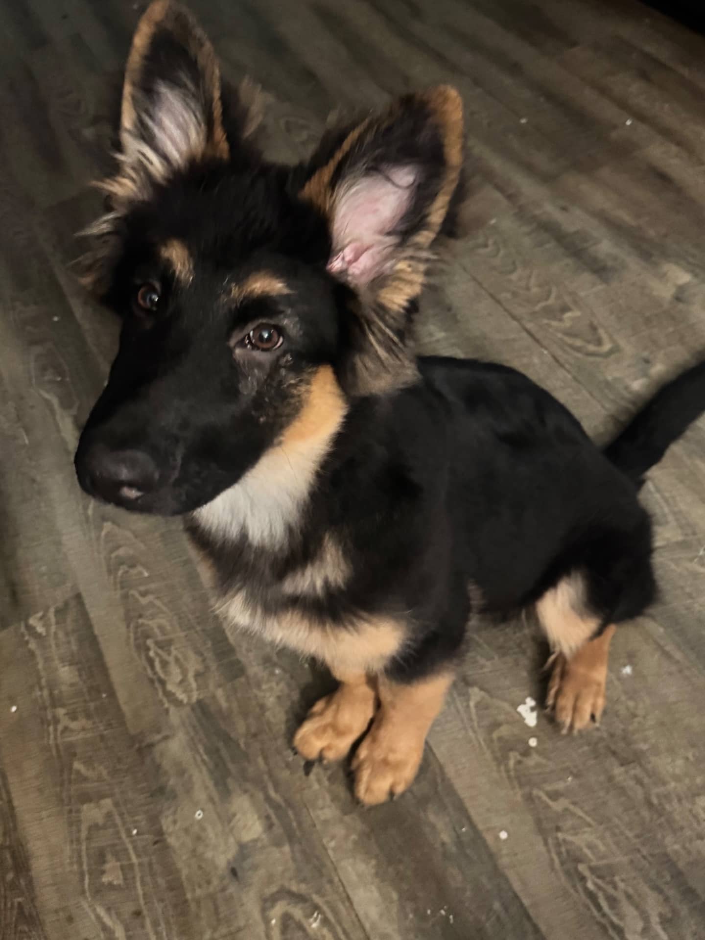 Oakley - German Shepherd available for adoption at Owner Rehoming in Brantford (1 of 5)