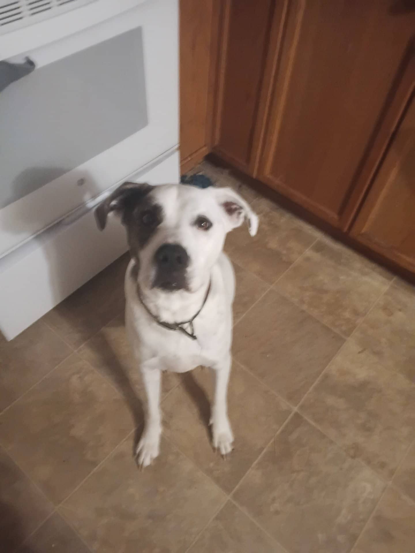 Bella - Mixed Breed, a german shepherd and a bulldog mix available for adoption at Owner Rehoming in Kawartha Lakes (1 of 5)