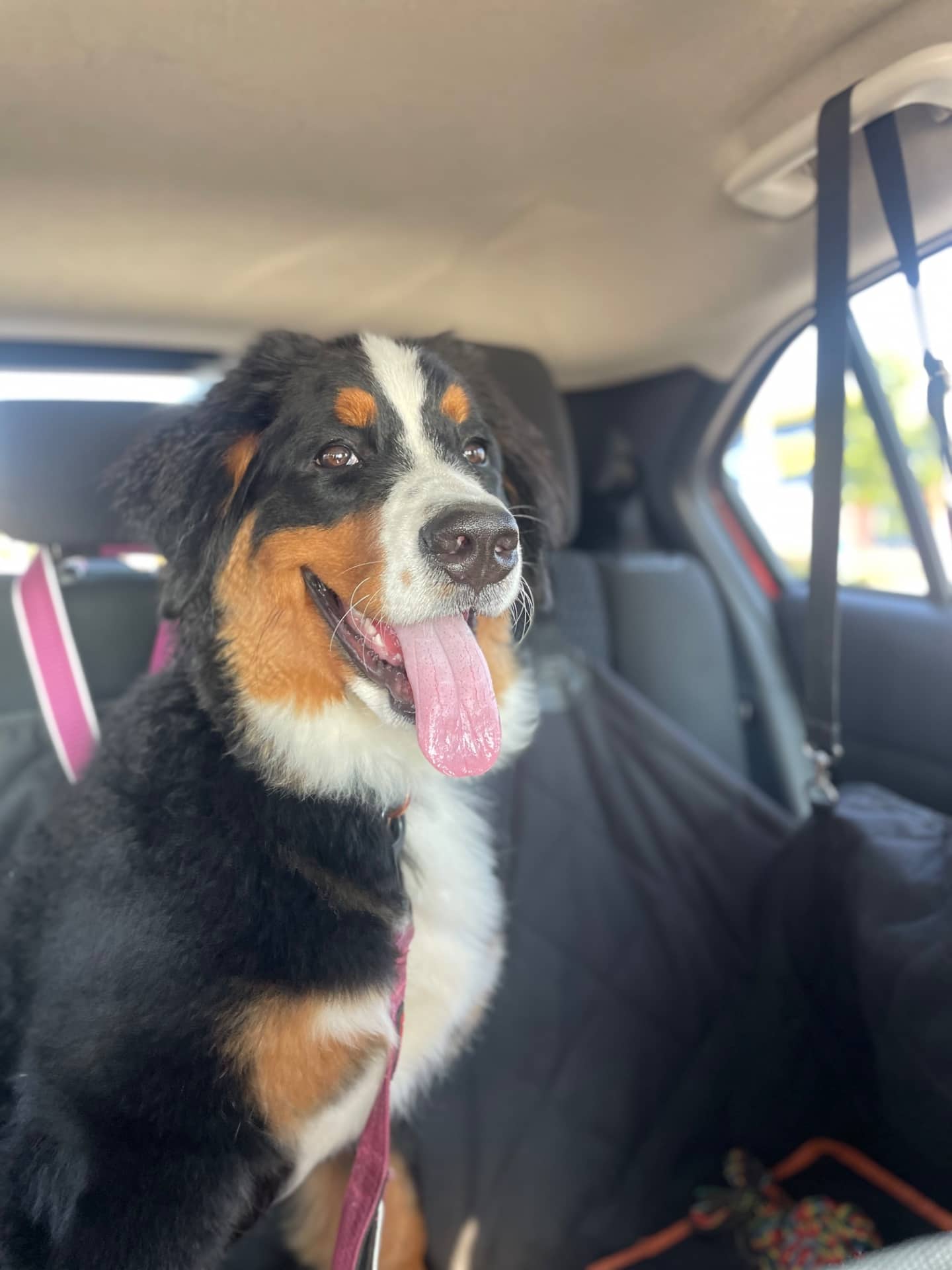 Appa - Bernese Mountain Dog available for adoption in Ontario