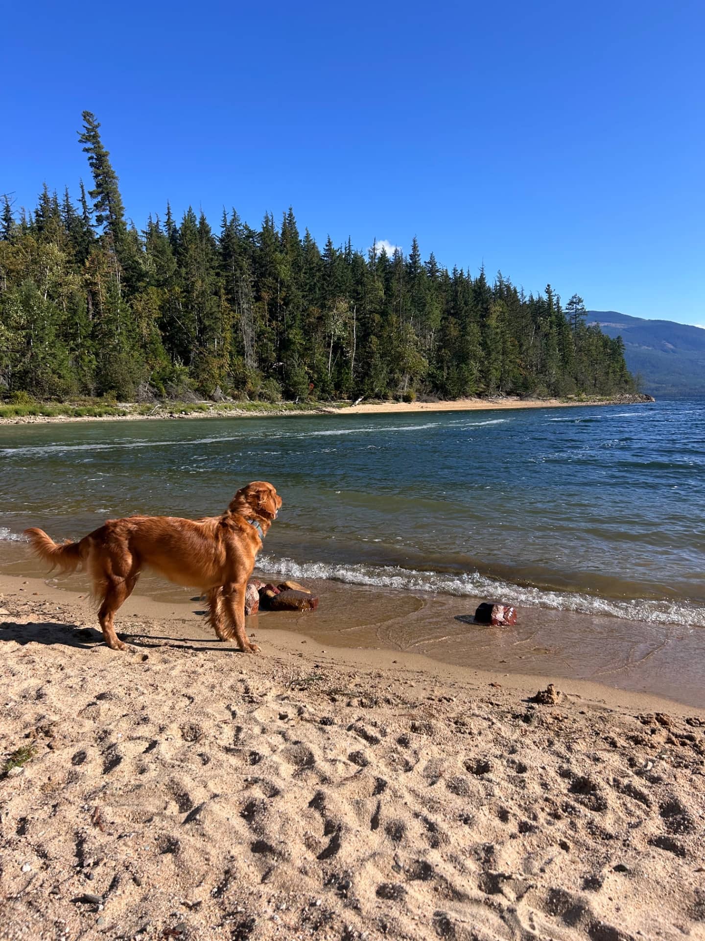 Lainey - Golden Retriever available for adoption at Owner Rehoming in Kamloops (1 of 5)