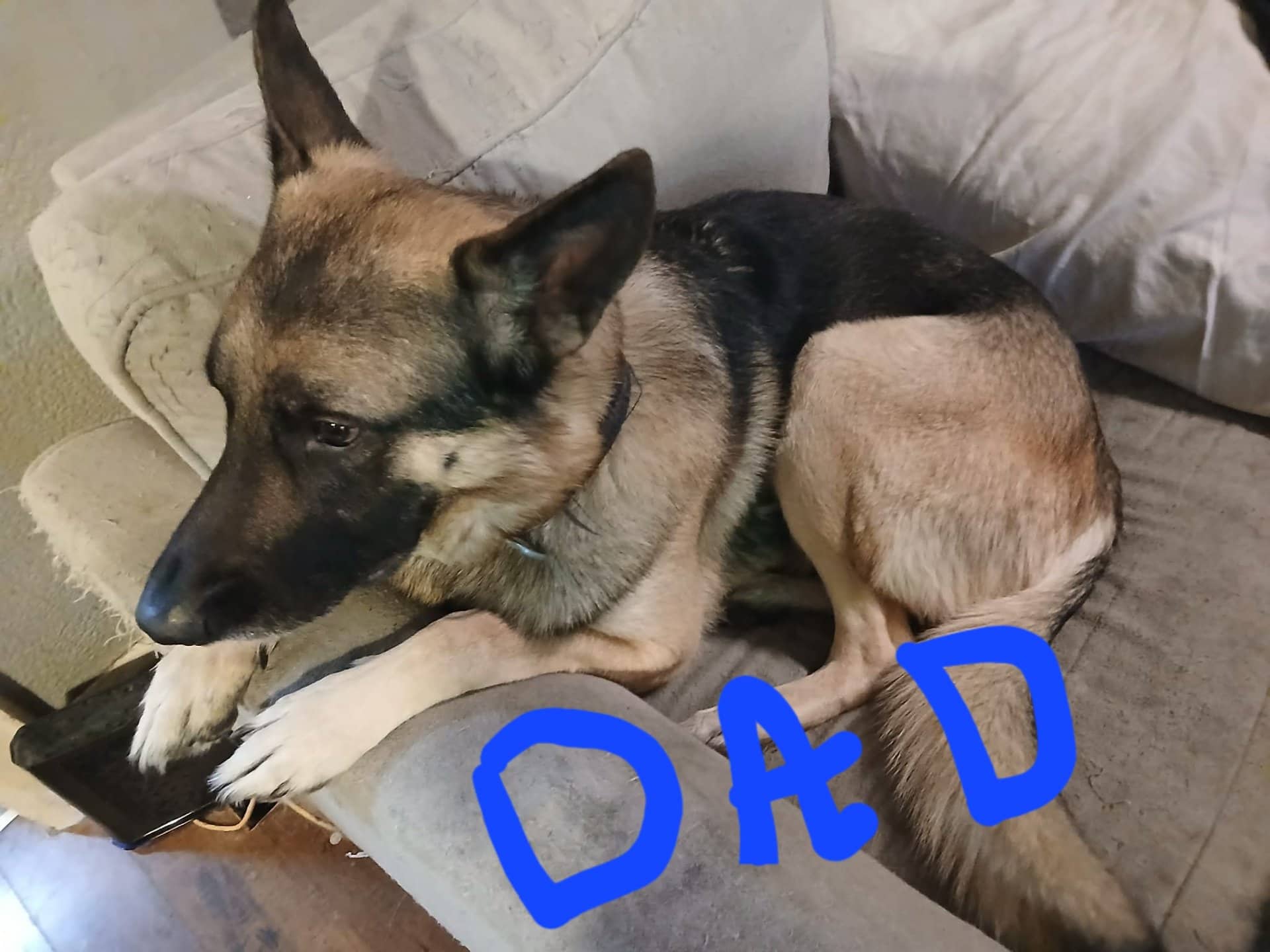 Diesel - German Shepherd available for adoption at Owner Rehoming in Welland