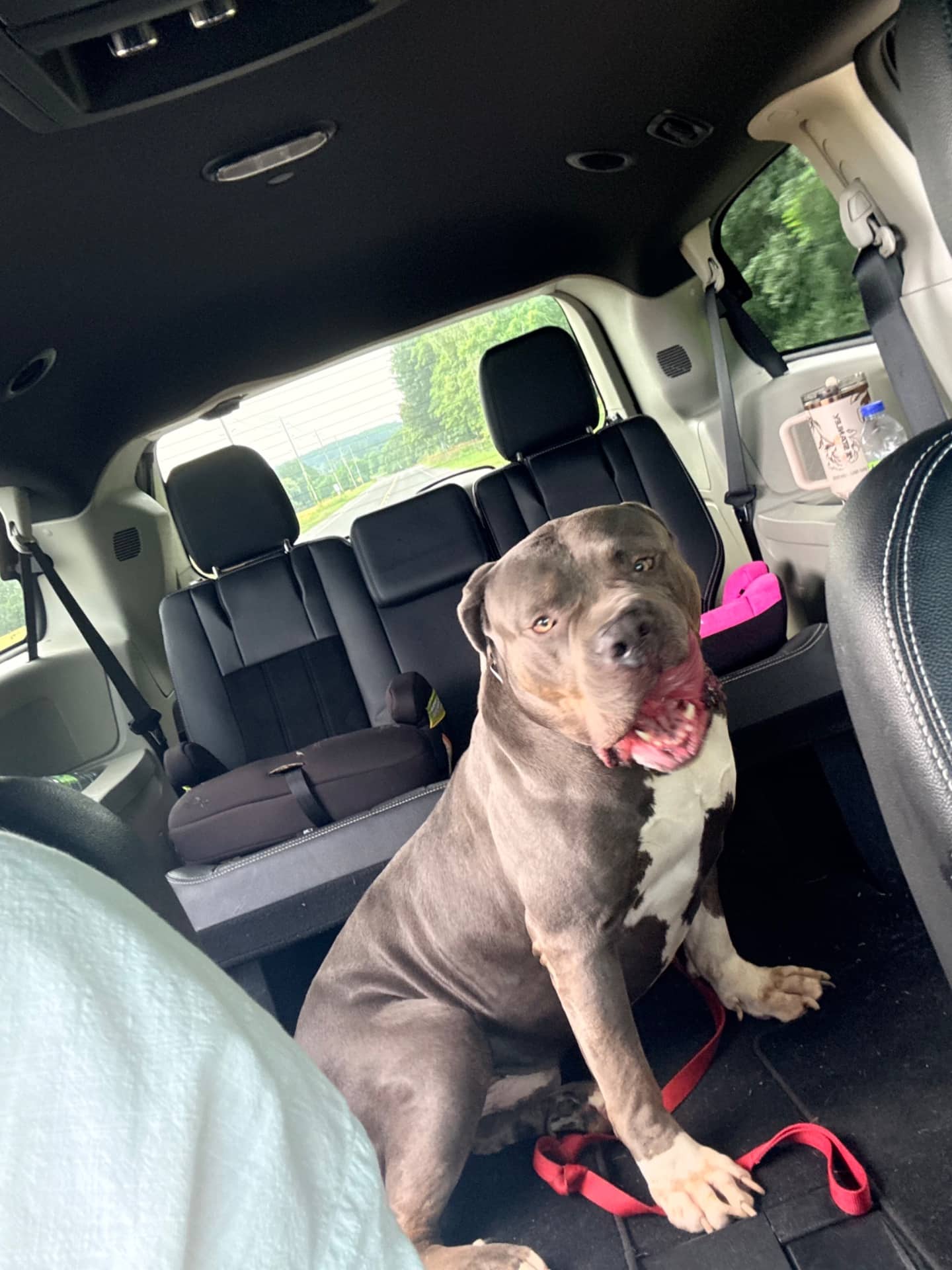 Hound - Cane Corso available for adoption at Owner Rehoming in Cobourg (1 of 4)