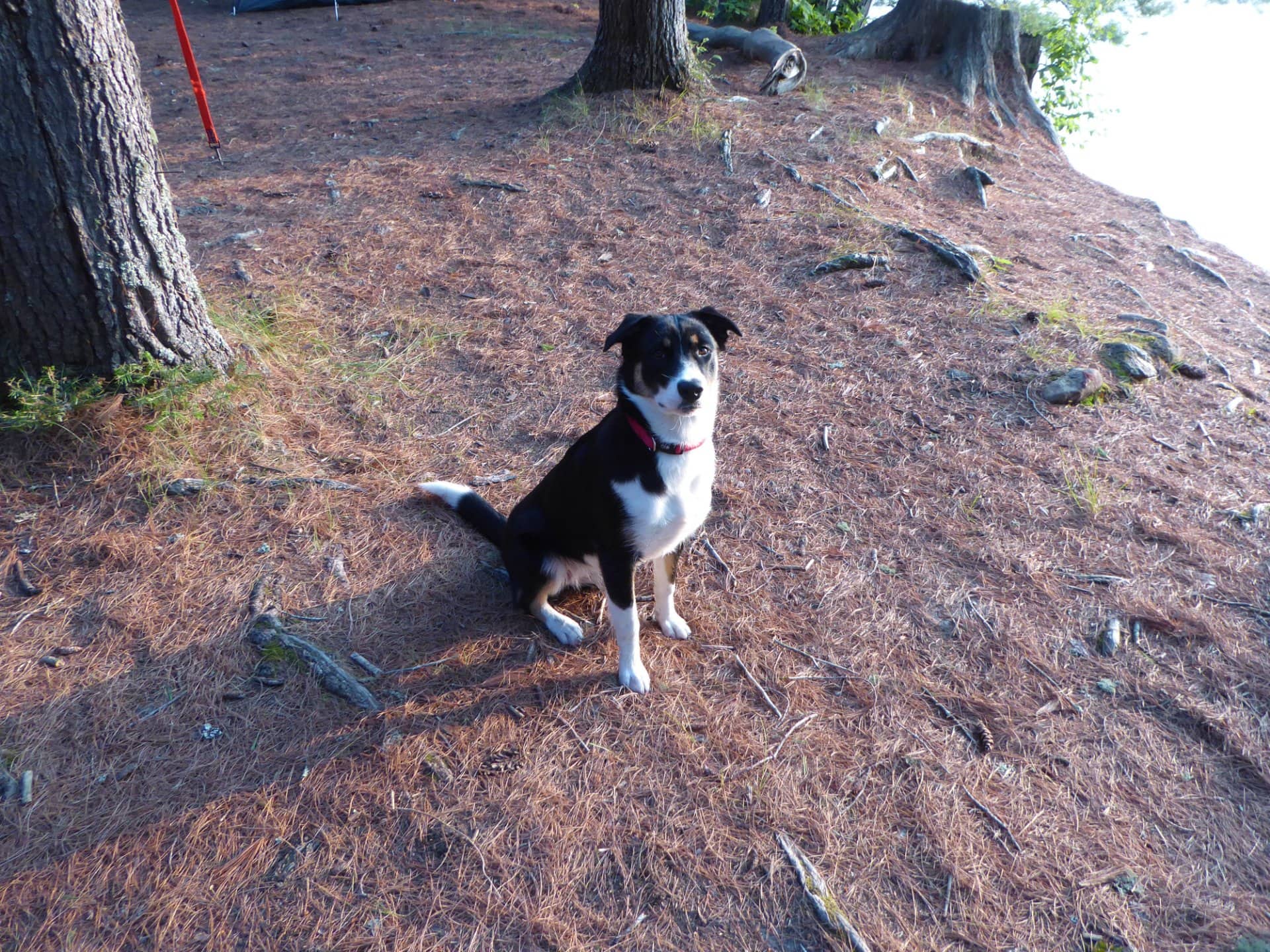 Stella - Mixed Breed available for adoption at Owner Rehoming in London (1 of 4)