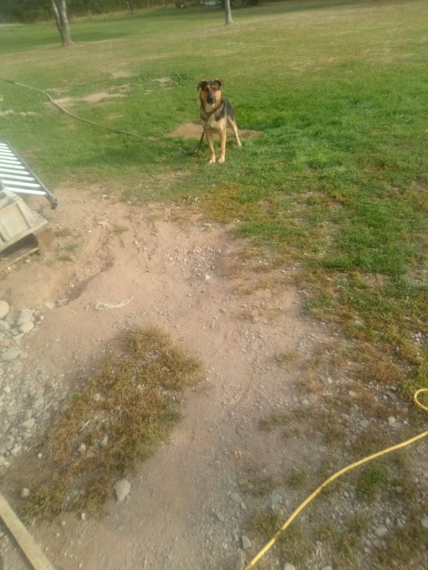 Tigger - German Shepherd available for adoption in New Brunswick