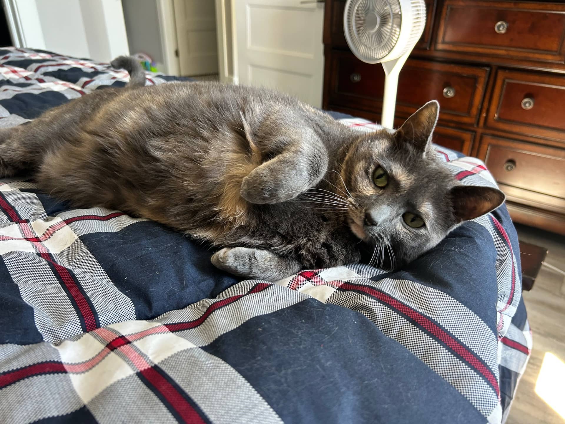 Izzy - Domestic Shorthair cat available for adoption at Owner Rehoming in Halifax (1 of 5)