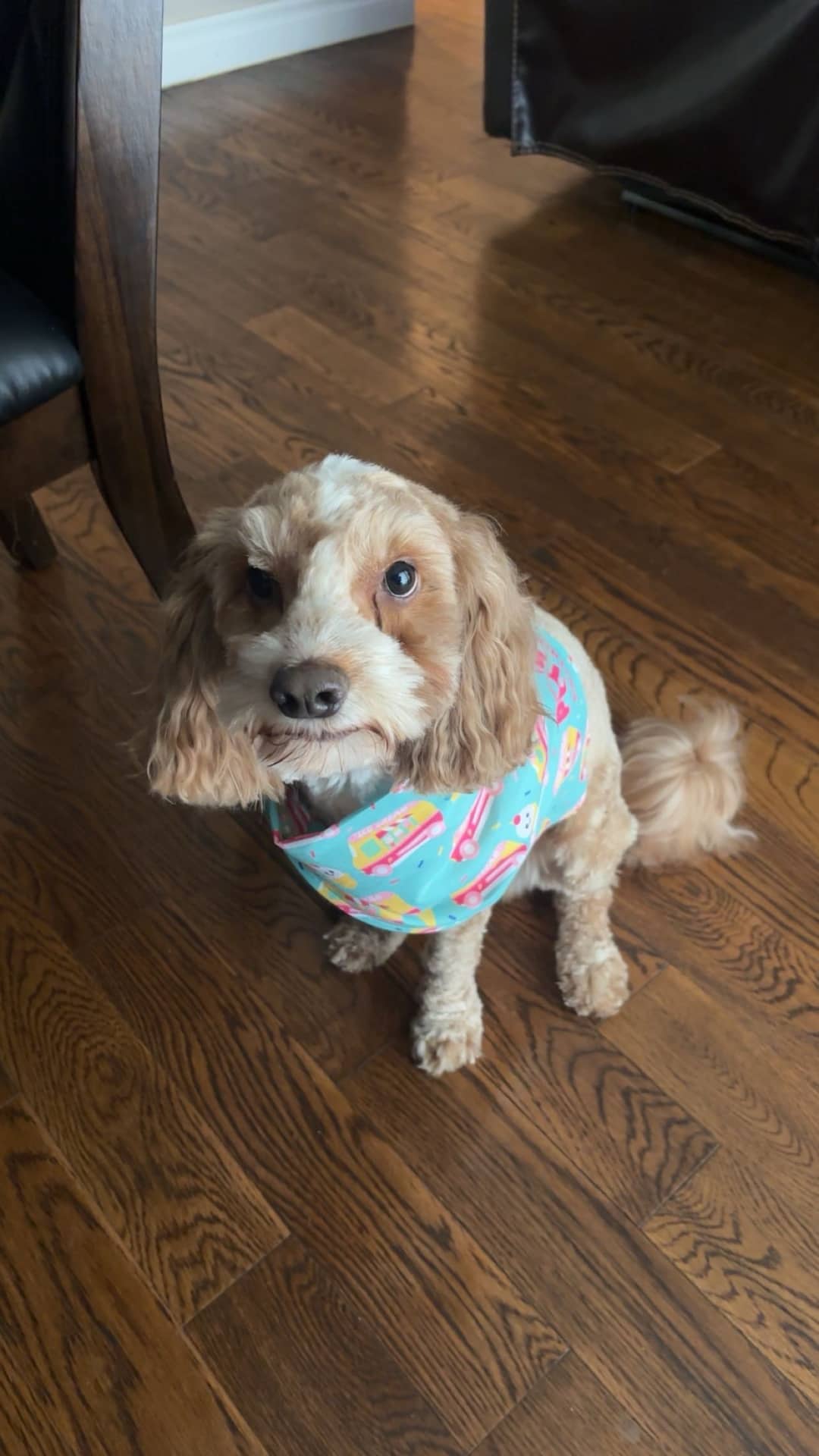 obi - Cockapoo available for adoption at Owner Rehoming in Toronto (1 of 2)