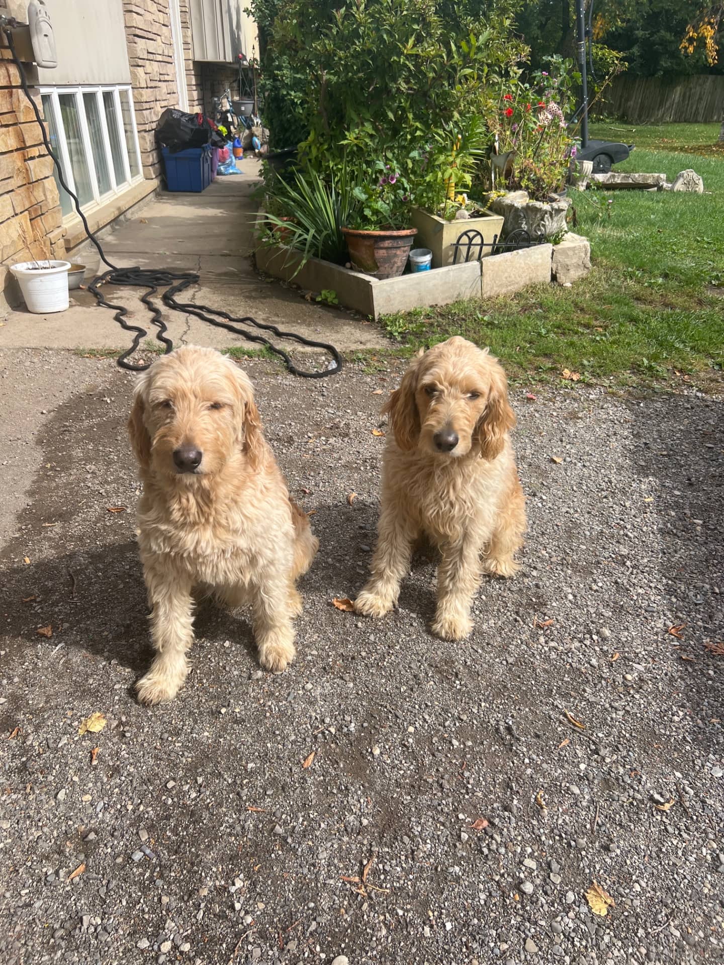 Ruffles and cookie - Labradoodles available for adoption in Ontario