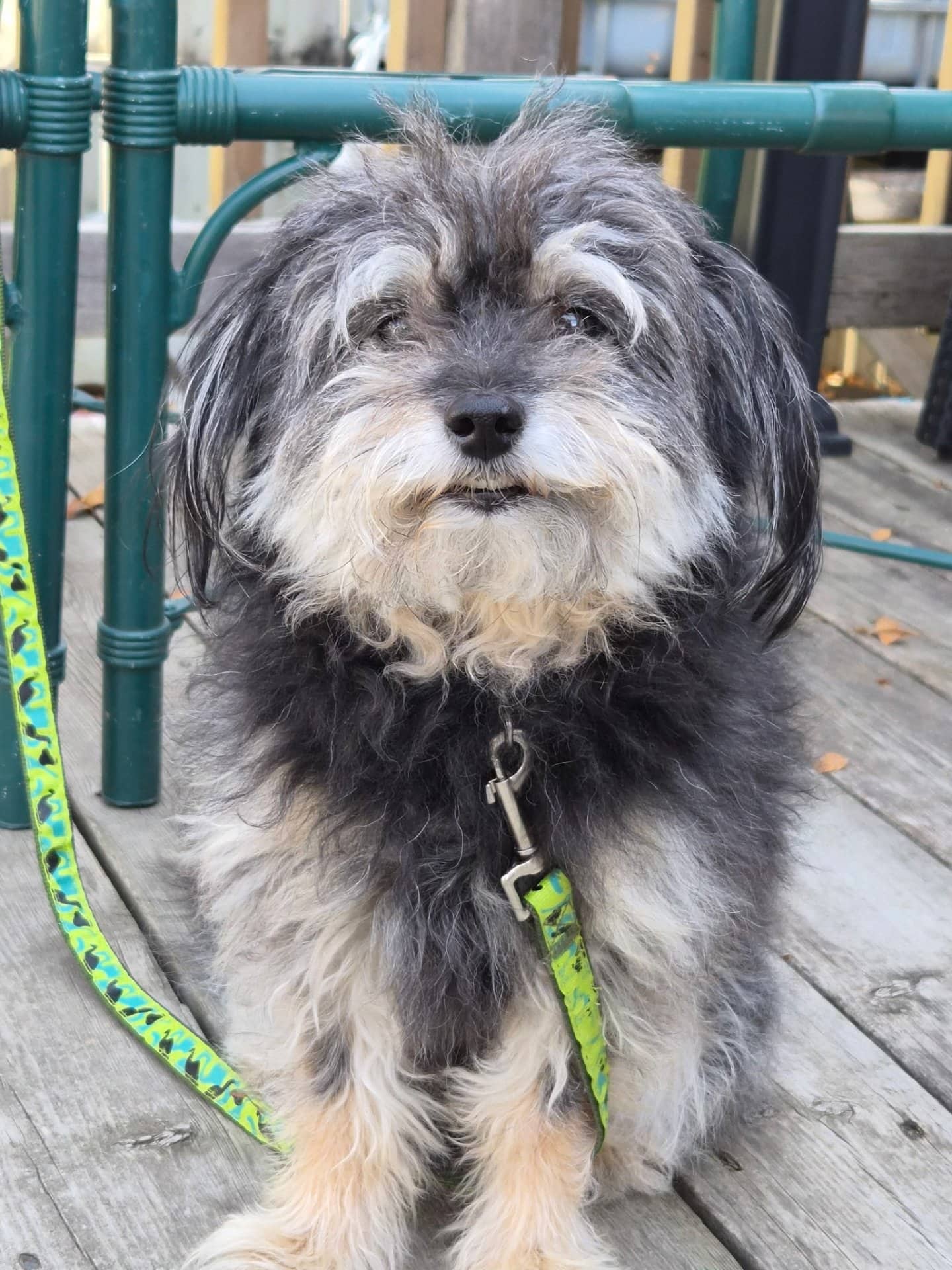 Duke - Pomeranian poodle available for adoption at Owner Rehoming in Winnipeg