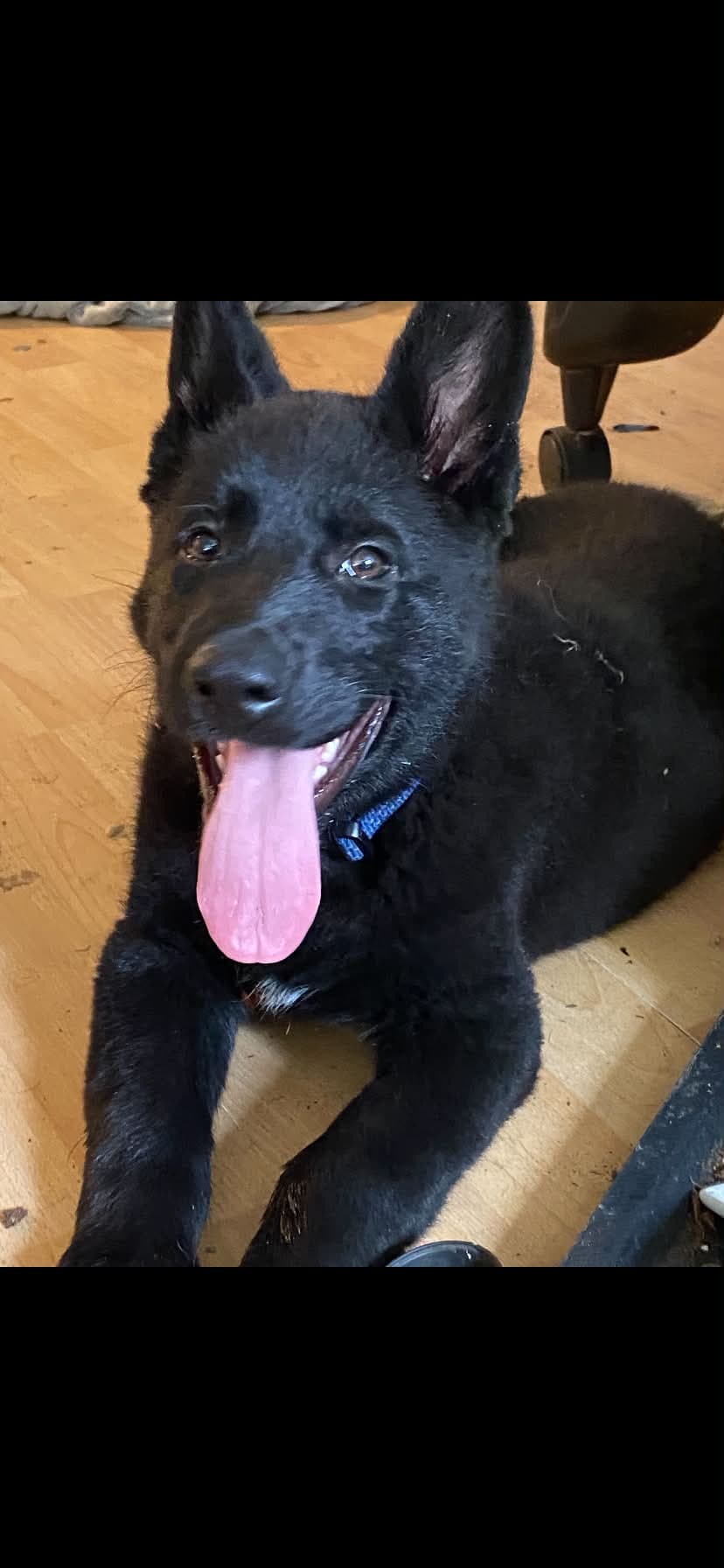 Winston 8 months