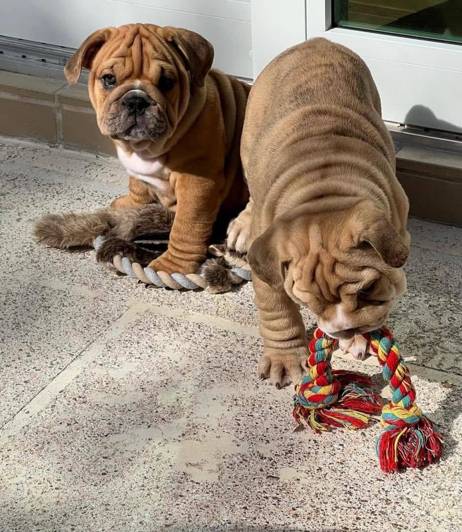 Porcia and Cassicus - English bulldog available for adoption at Owner Rehoming in Toronto (1 of 5)
