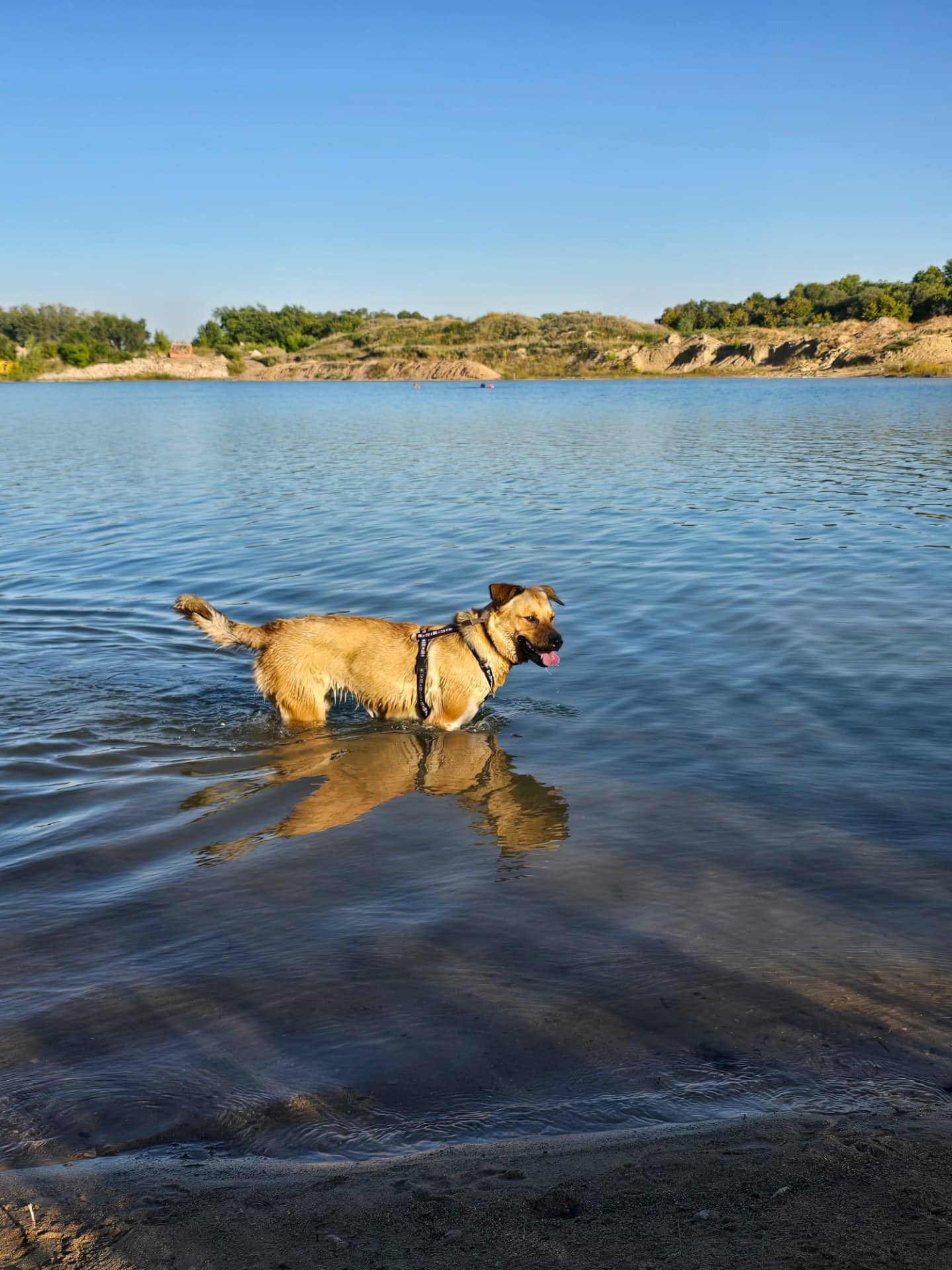 Willow - German Shepherd/danish mastiff available for adoption at Owner Rehoming in Morden (1 of 5)