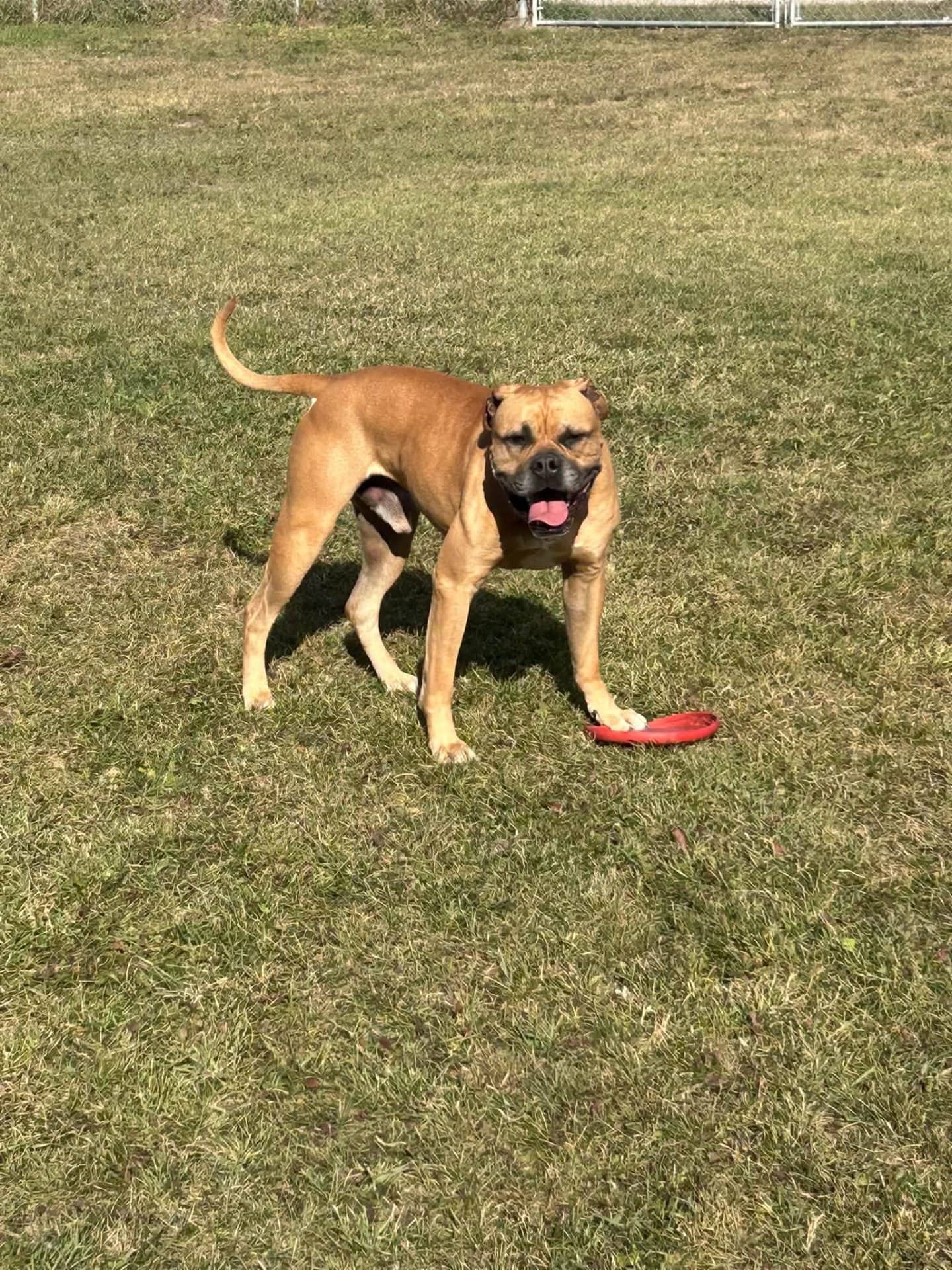 Hades - American Bulldog Valley Bulldog available for adoption in Alberta