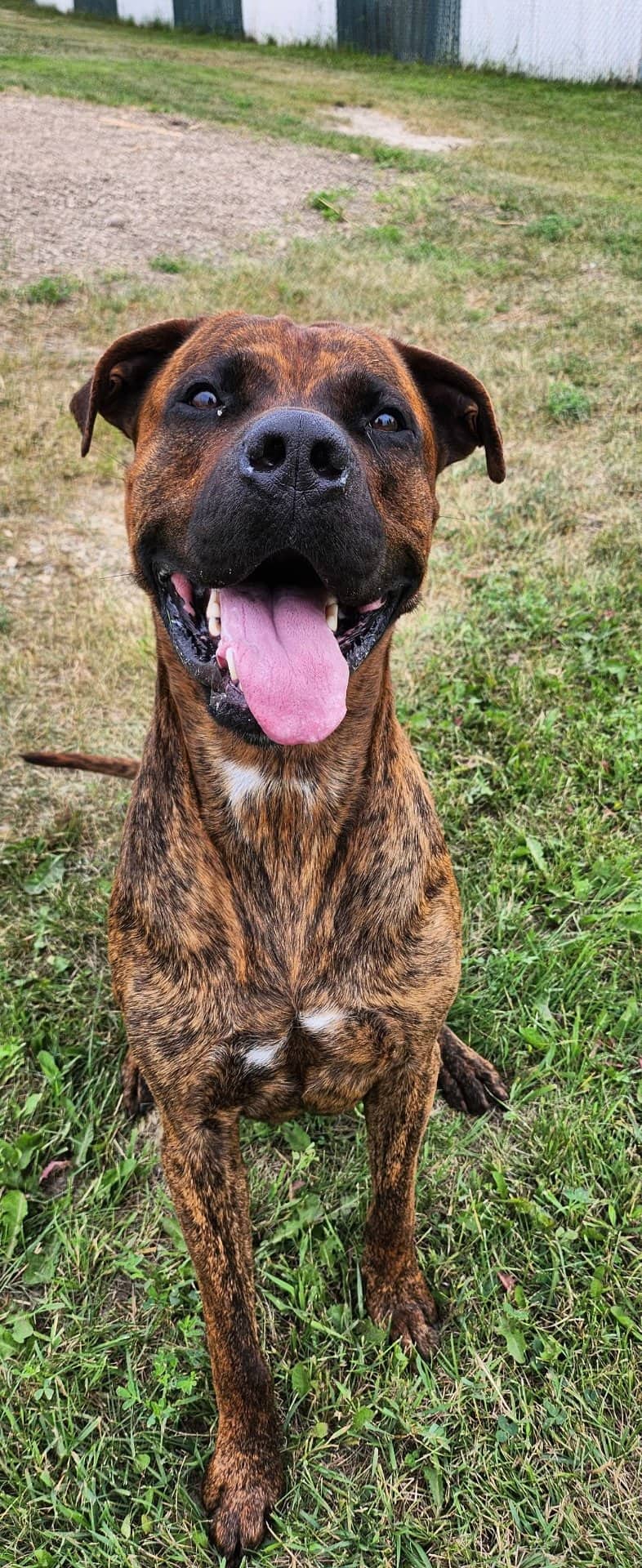 Kratos - Mixed Breed available for adoption in Alberta