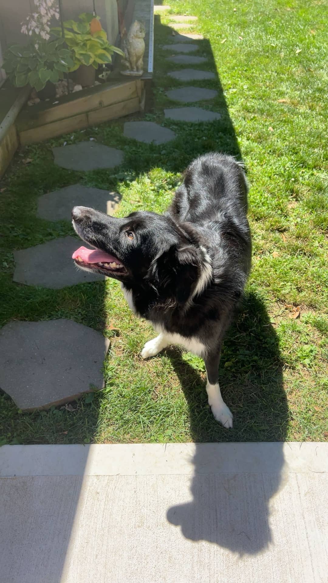 Apollo - Border Collie available for adoption at Owner Rehoming in St. Catharines (1 of 5)