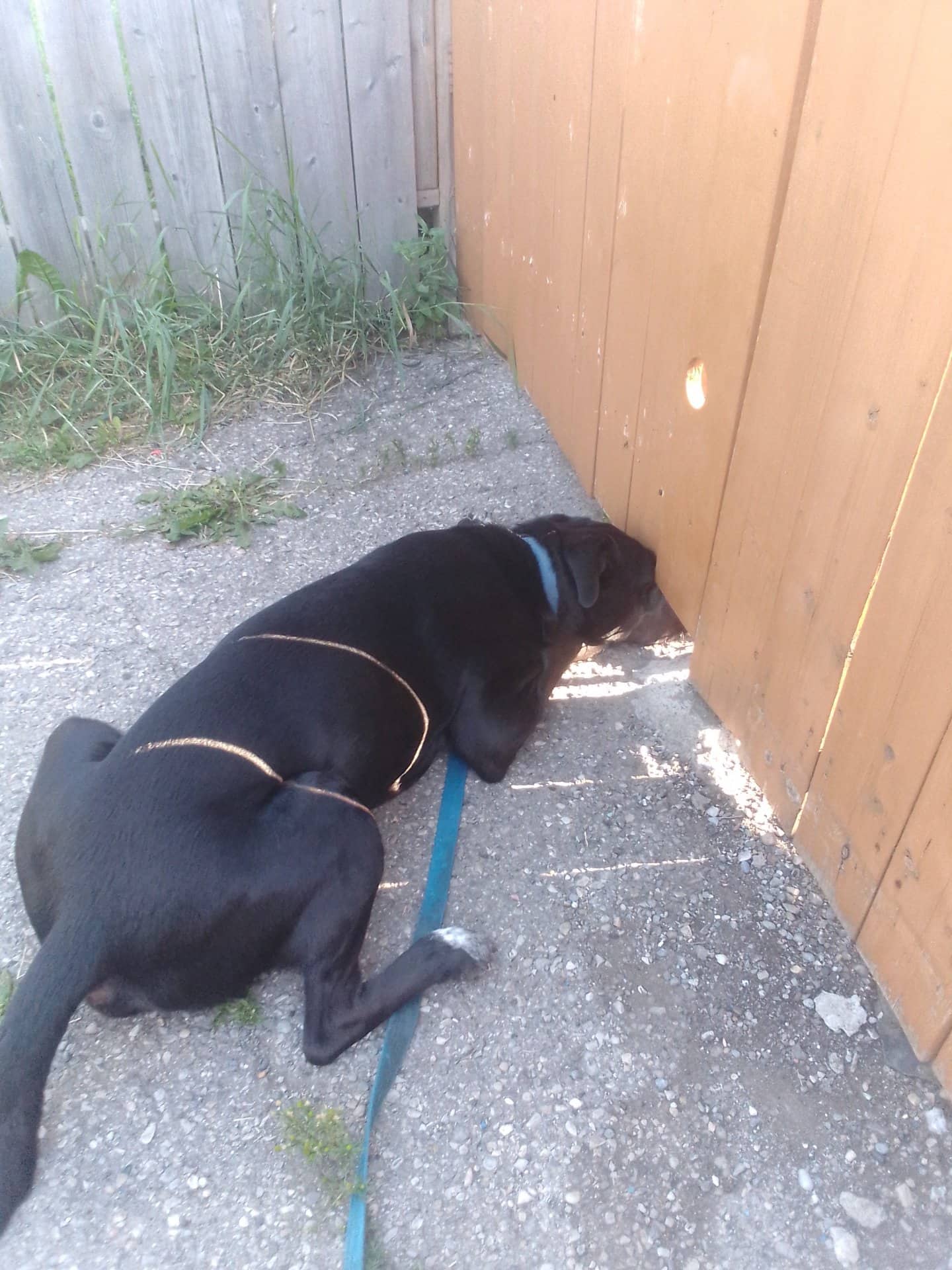 George - Mixed Breed available for adoption at Owner Rehoming in Calgary (1 of 5)