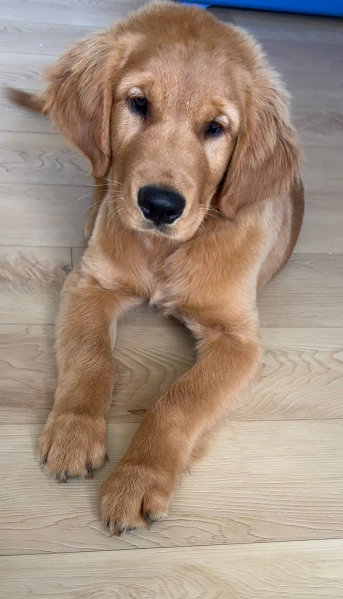 Lulu - Golden Retriever available for adoption at Owner Rehoming in Edmonton (1 of 4)