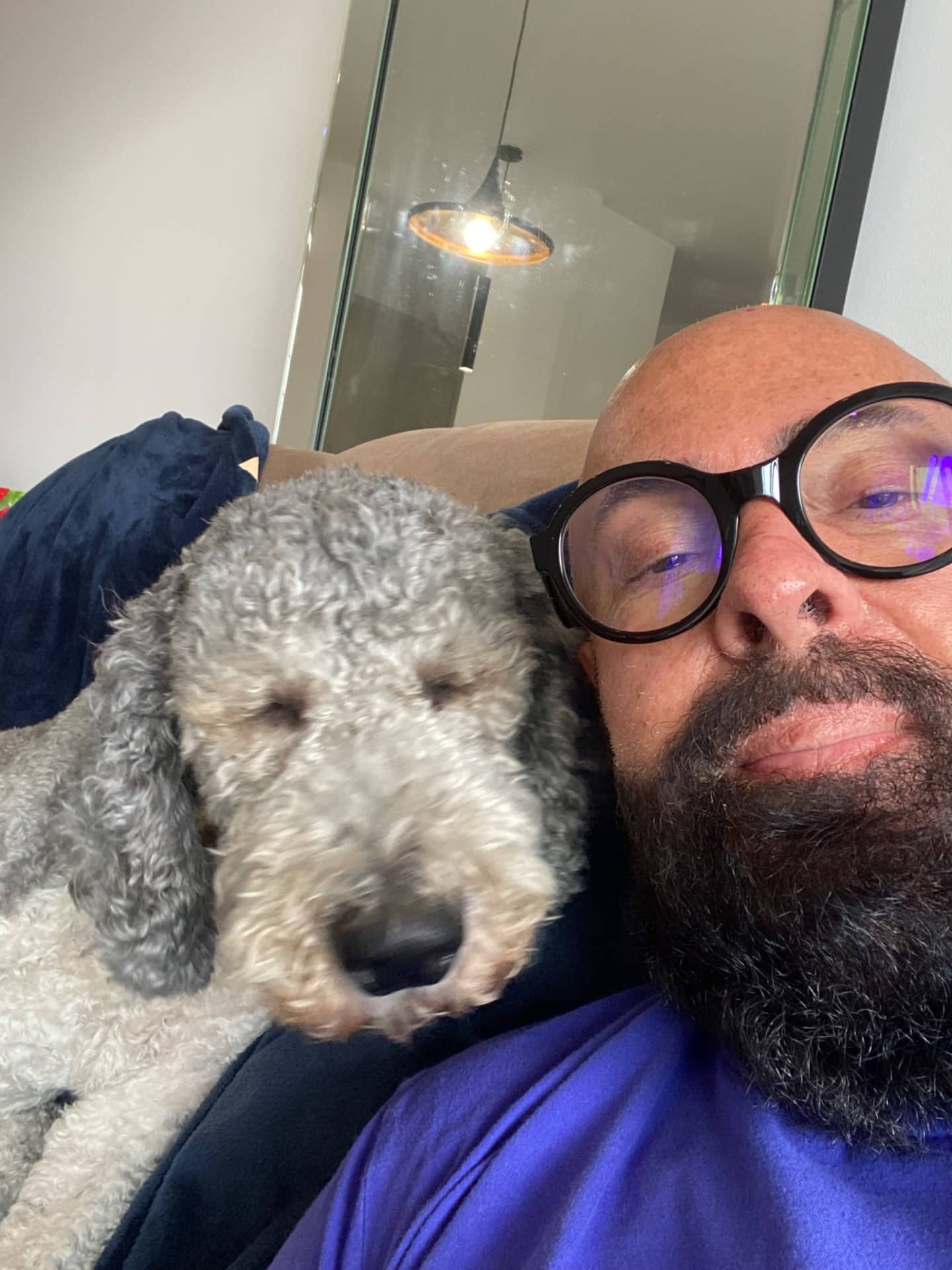 Henry - Cockapoo available for adoption at Owner Rehoming in Gatineau (1 of 2)