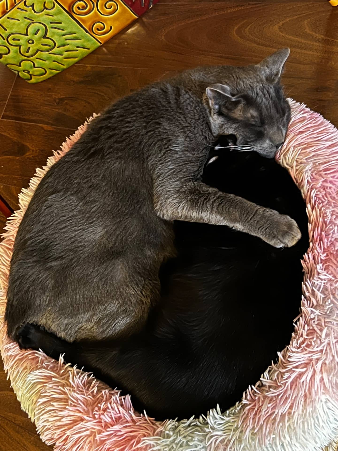 Luna & Guevara - Domestic shorthair available for adoption
