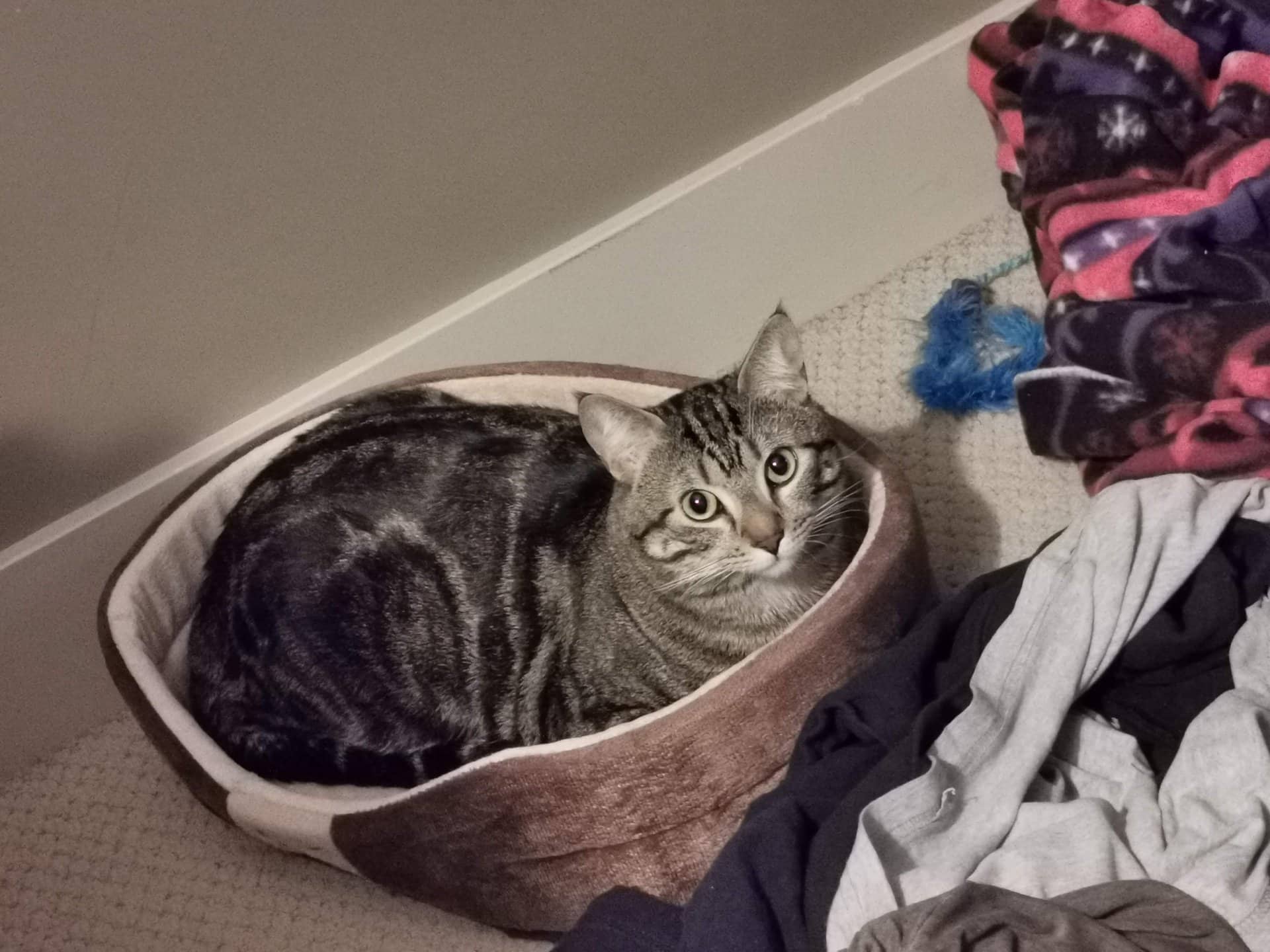 Theo - Tabby cat available for adoption at Owner Rehoming in Calgary (1 of 3)
