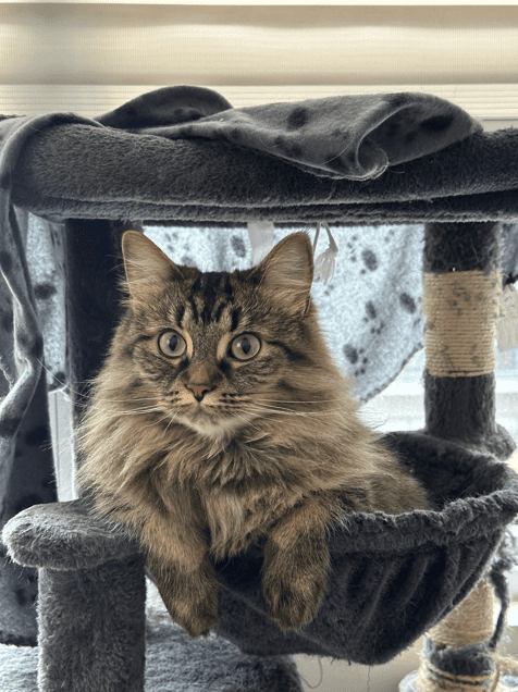 Nico - Siberian cat available for adoption at Owner Rehoming in Toronto (1 of 5)