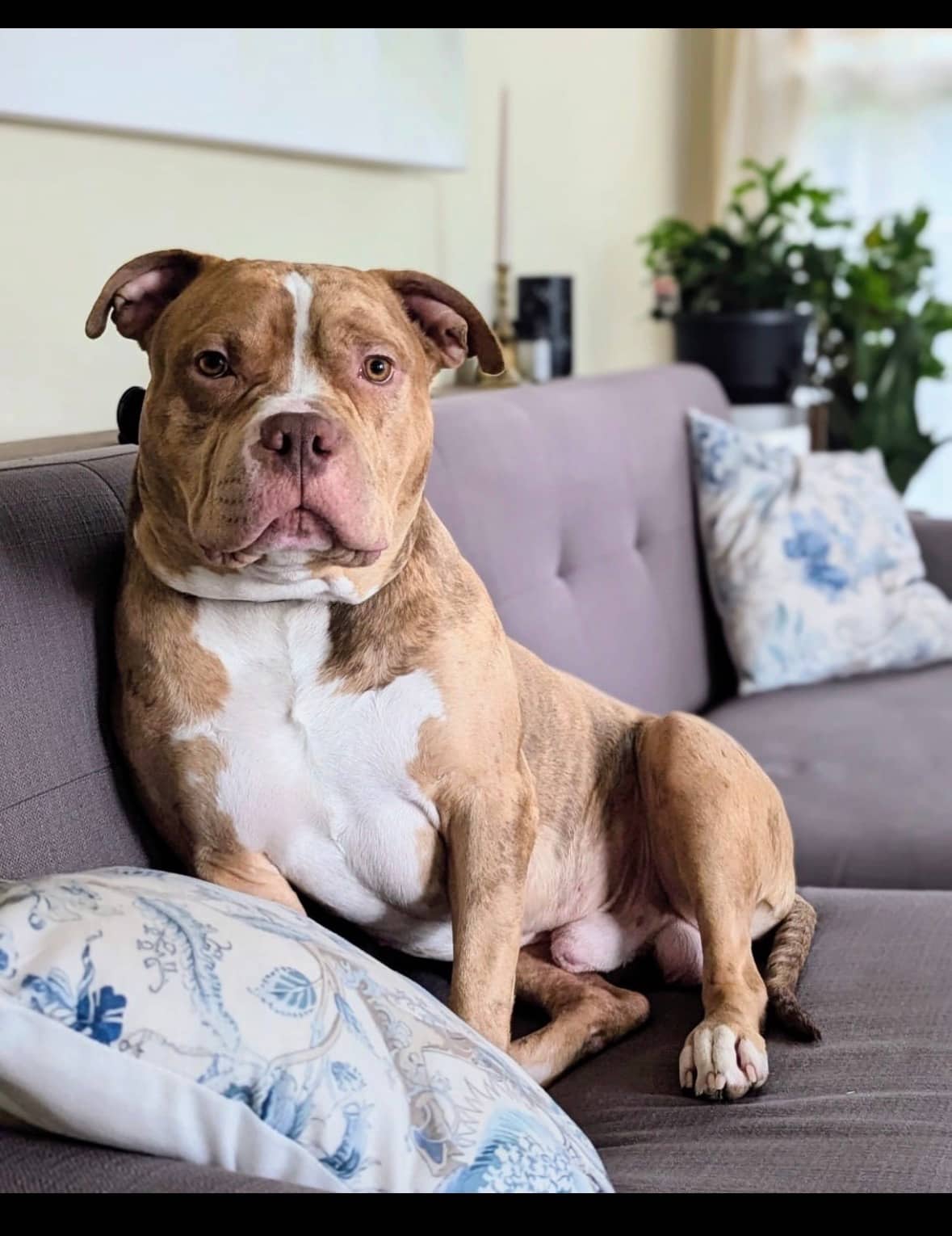 Champ - American bully available for adoption at Owner Rehoming in Barrie