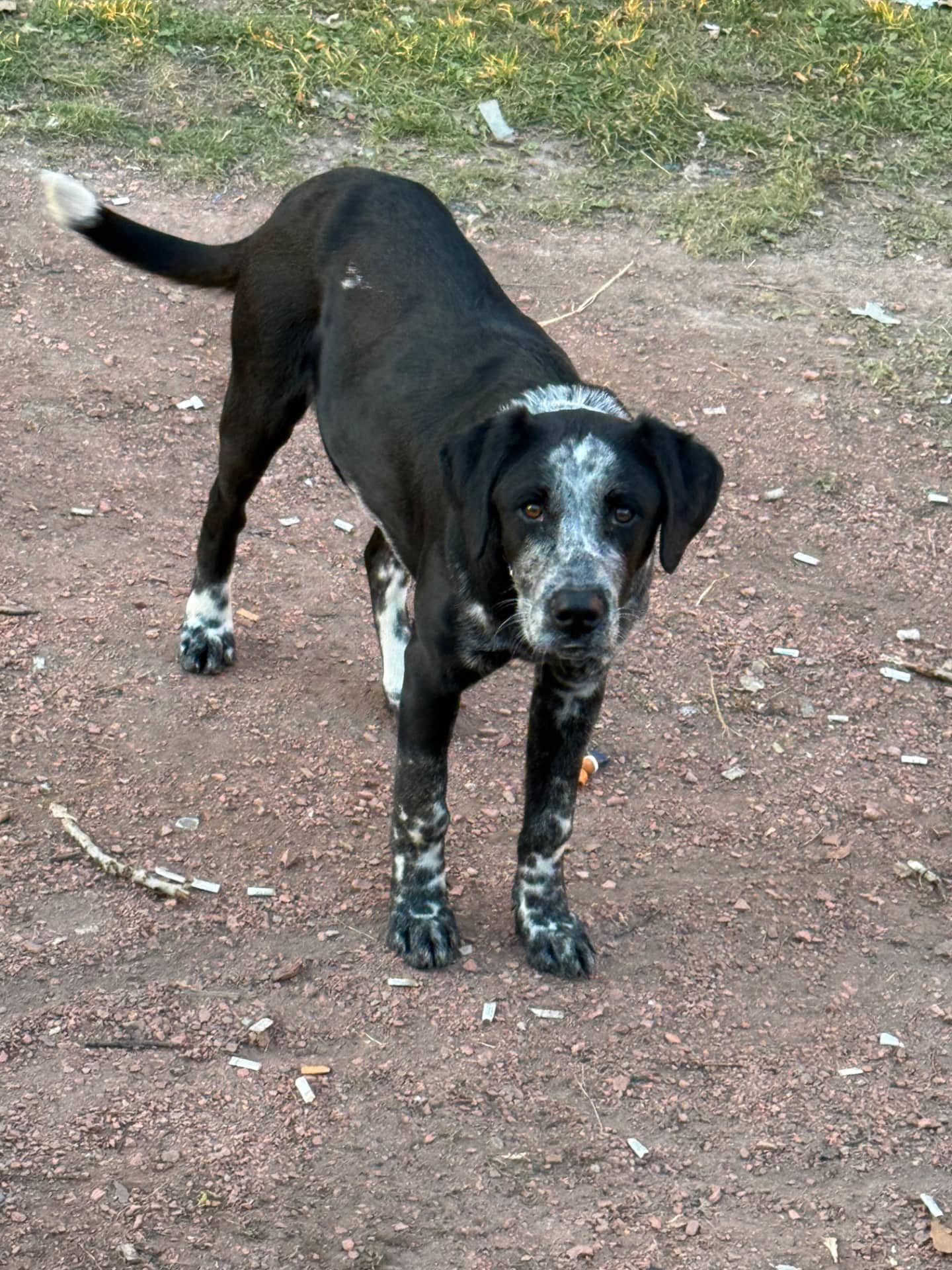 Apollo - Mixed Breed available for adoption at Owner Rehoming in Red Deer (1 of 5)