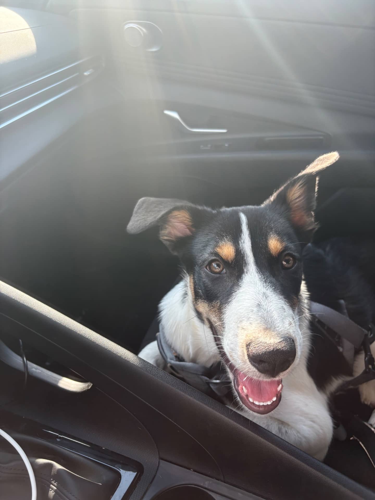 Ardee - Border collie/Husky available for adoption at Owner Rehoming in Port Coquitlam (1 of 5)