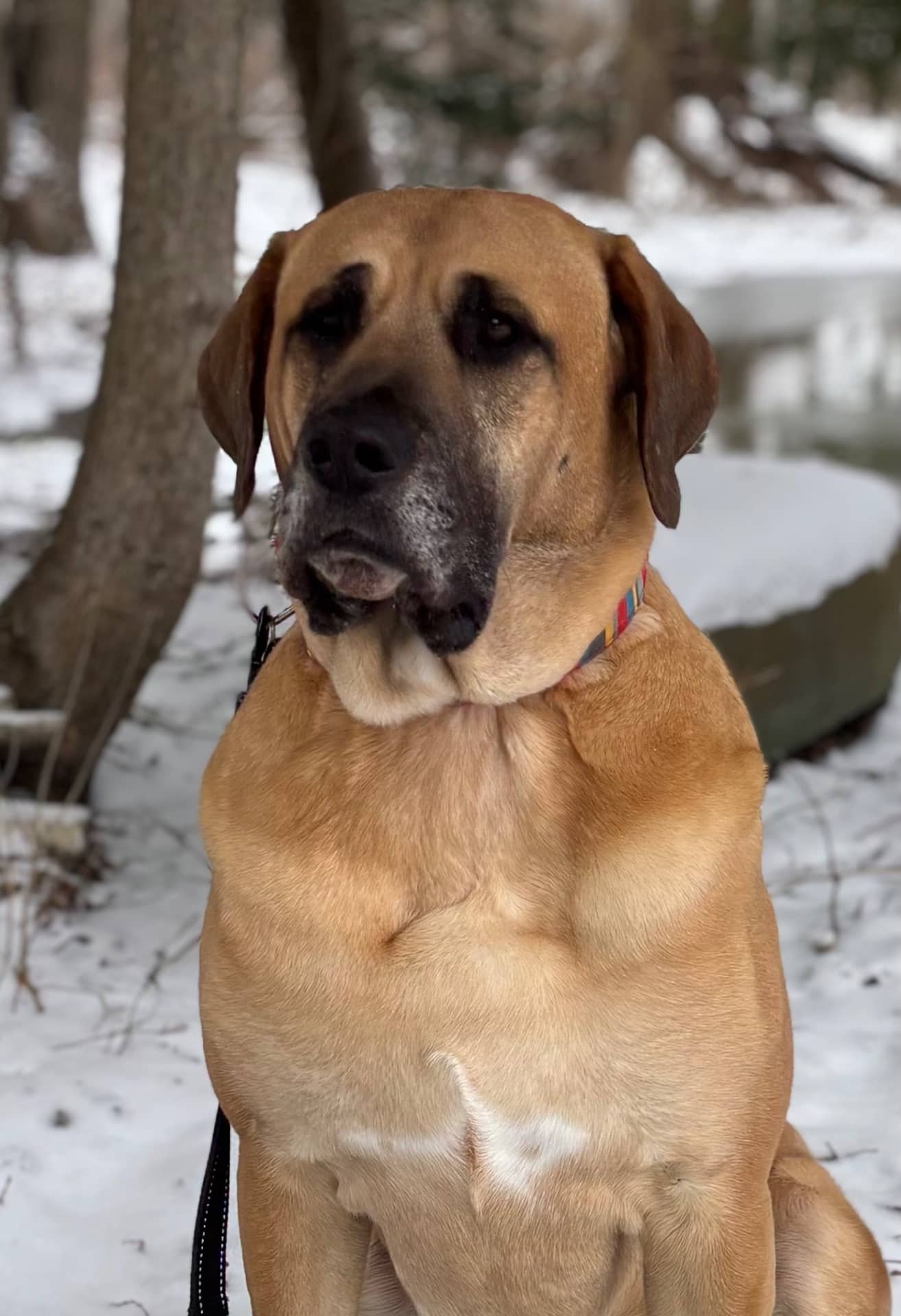 Pando - Mastiff great dane available for adoption at Owner Rehoming in Collingwood (1 of 4)
