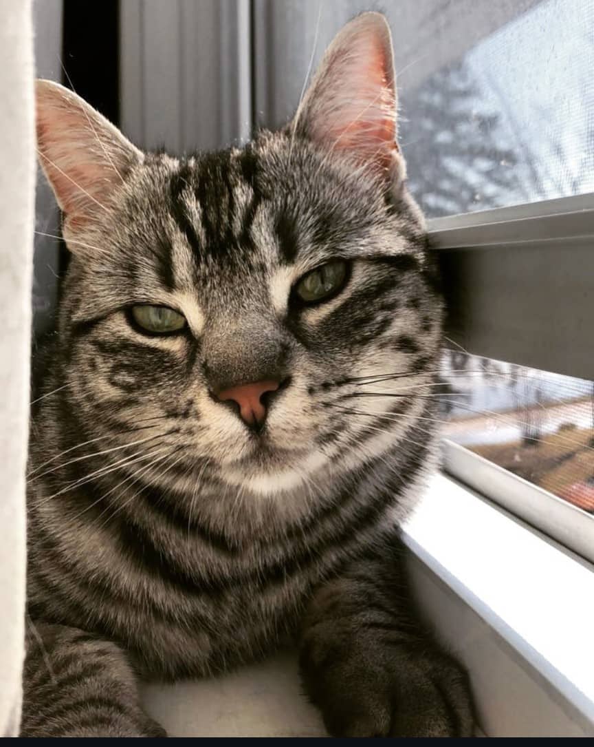 Carlos - Tabby cat available for adoption at Owner Rehoming in Ottawa