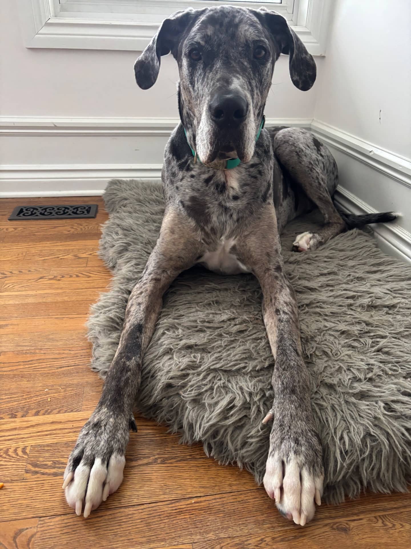 Ziggy - Great Dane available for adoption at Owner Rehoming in Ottawa