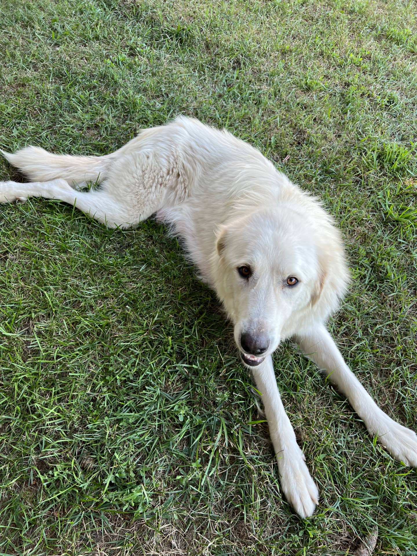 Dolly - Great pyrenees available for adoption at Owner Rehoming in London (1 of 2)