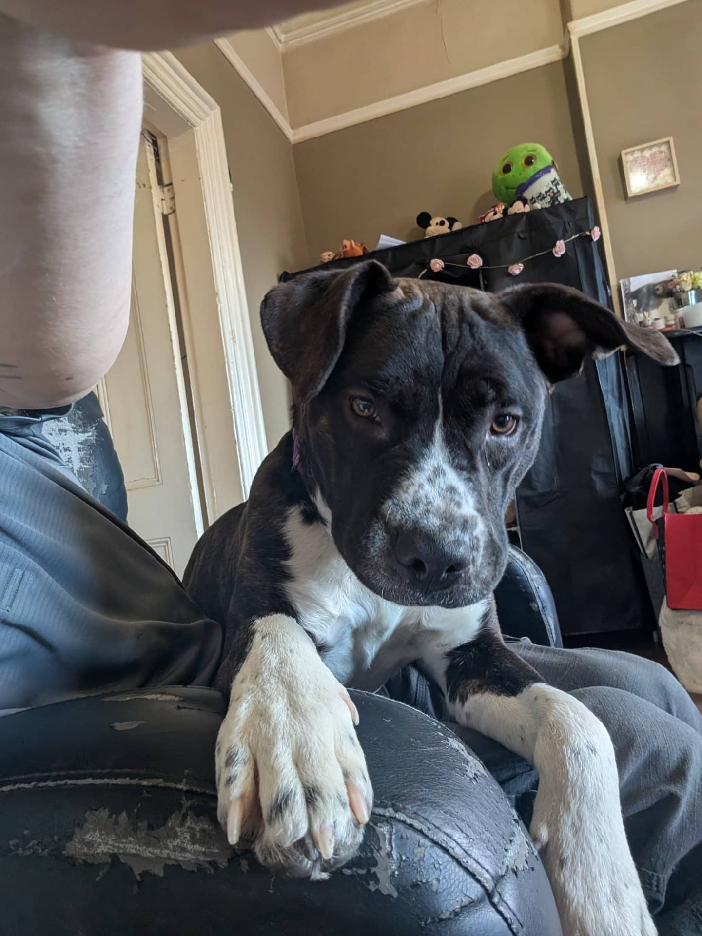 Kush Basque - Cane Corso mixed pitbull available for adoption at Owner Rehoming in Saint John (1 of 5)