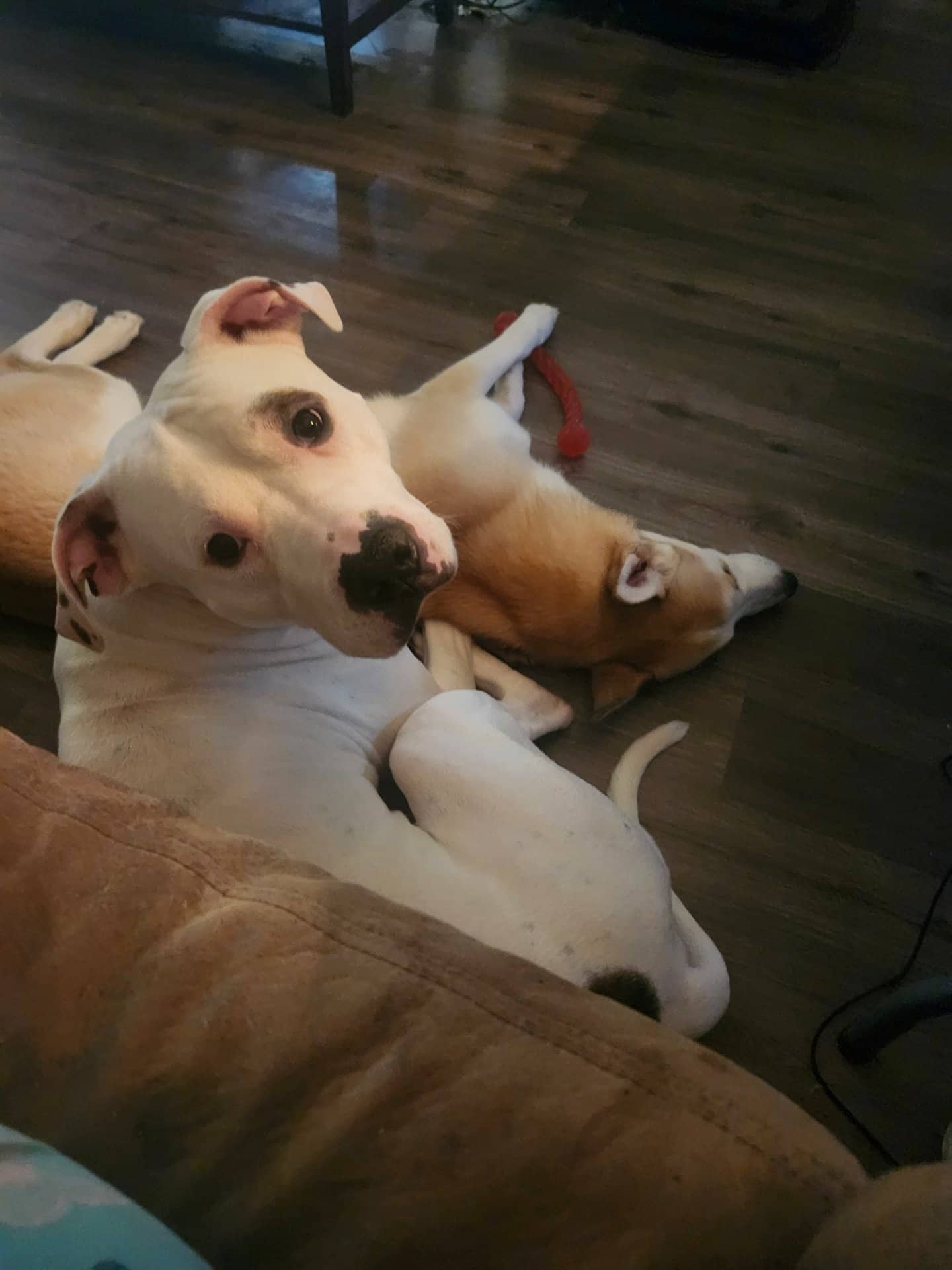 Ghost - Dogo Argentino available for adoption at Owner Rehoming in Mississauga (1 of 5)