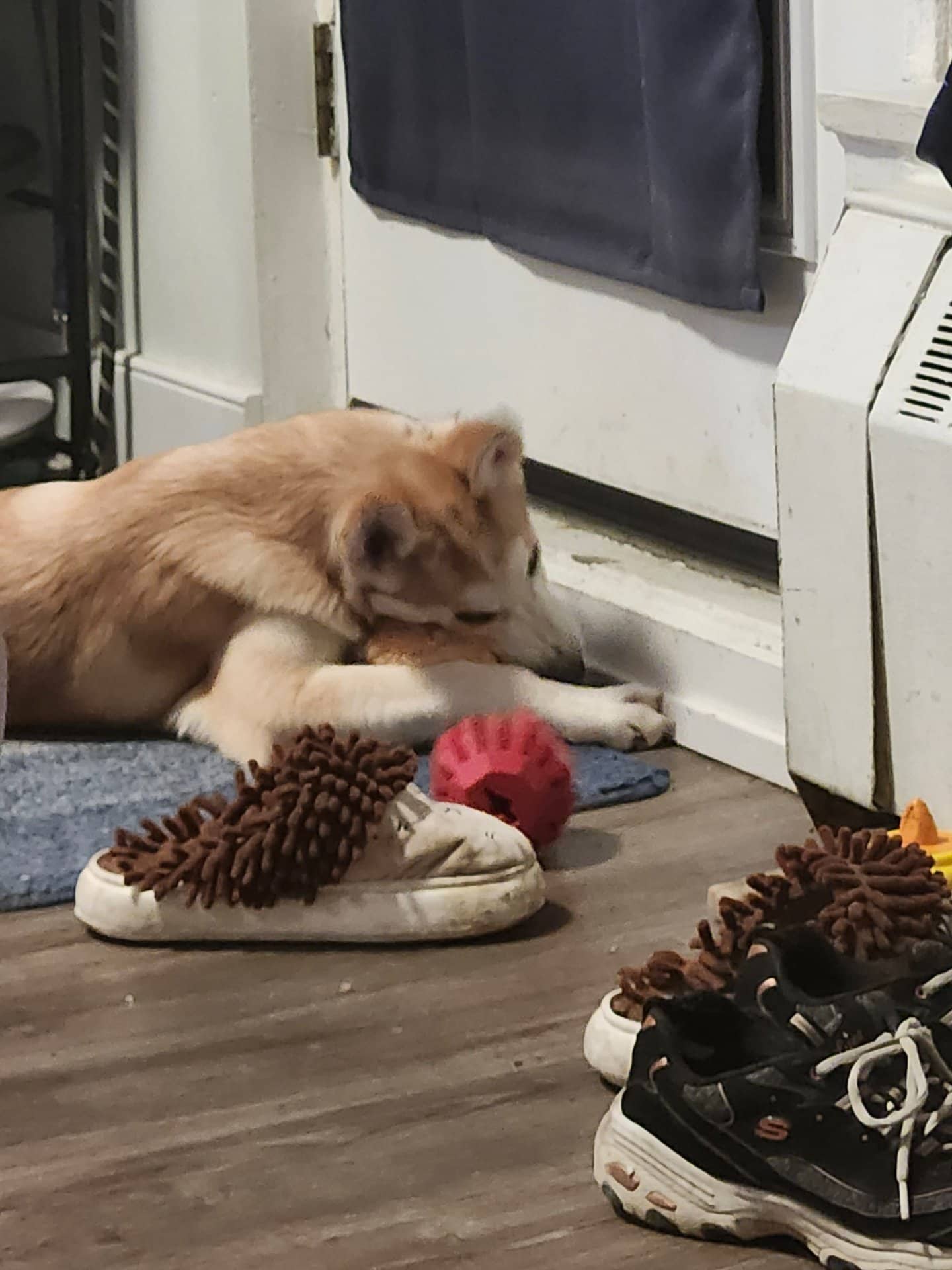 Dusty - Collie/Husky available for adoption at Owner Rehoming in Mississauga (1 of 5)