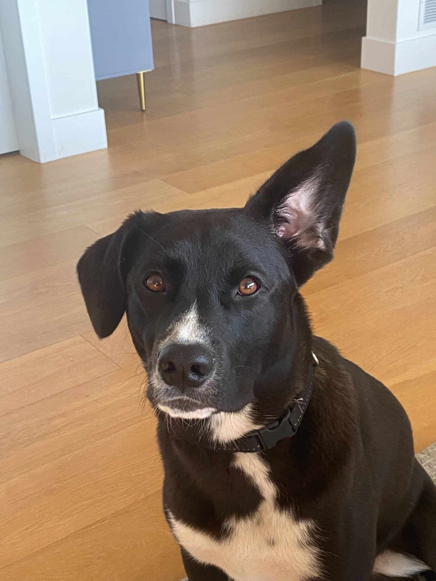 Alfie - Mixed Breed available for adoption at Owner Rehoming in Squamish (1 of 5)