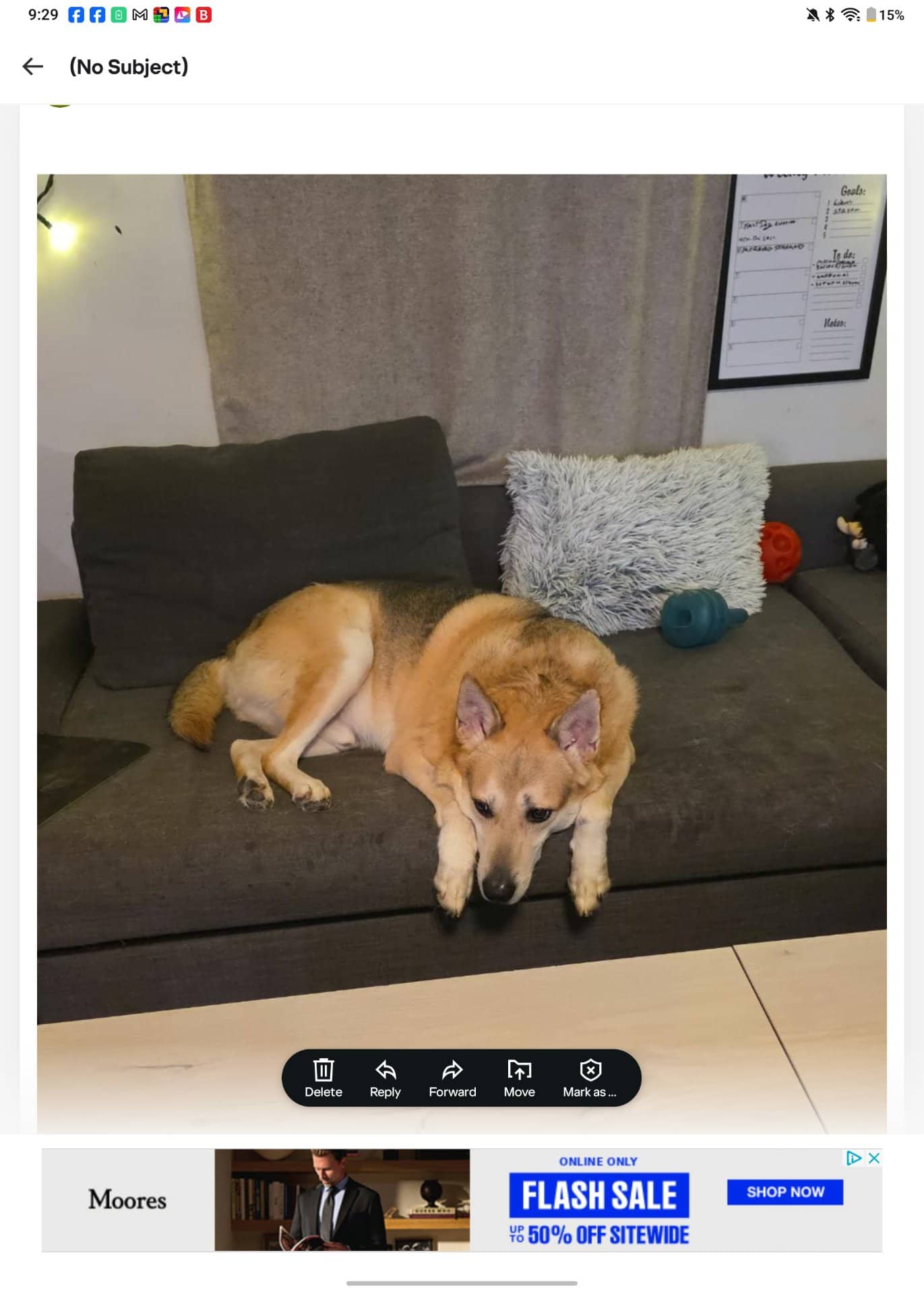 Jack - Shepherd + Akita available for adoption at Owner Rehoming in Hamilton