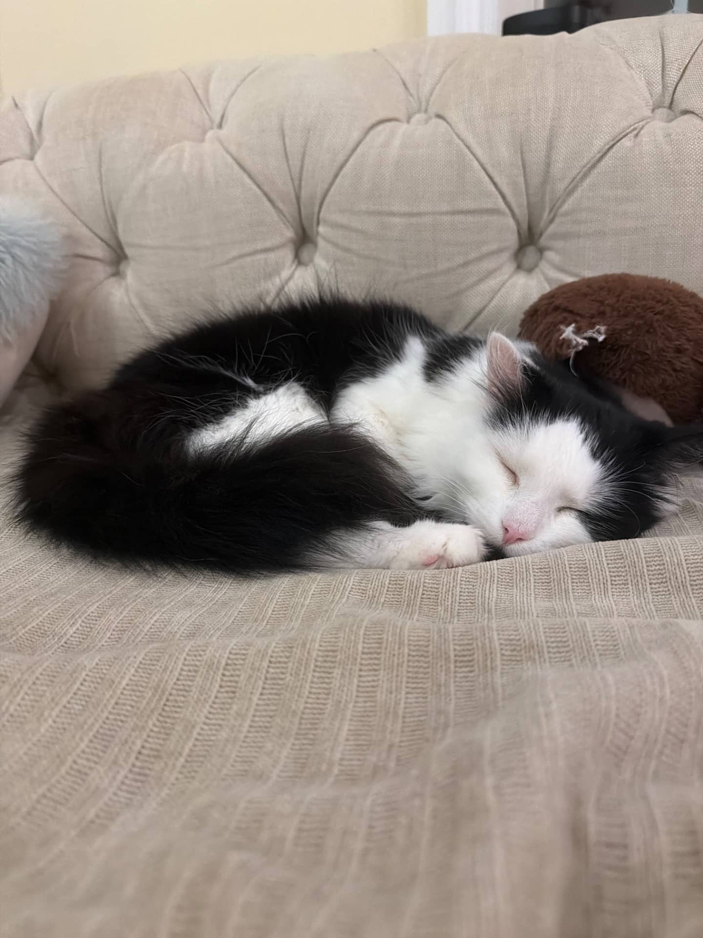 Kim bap - Domestic Medium Hair cat available for adoption at Owner Rehoming in Markham (1 of 2)