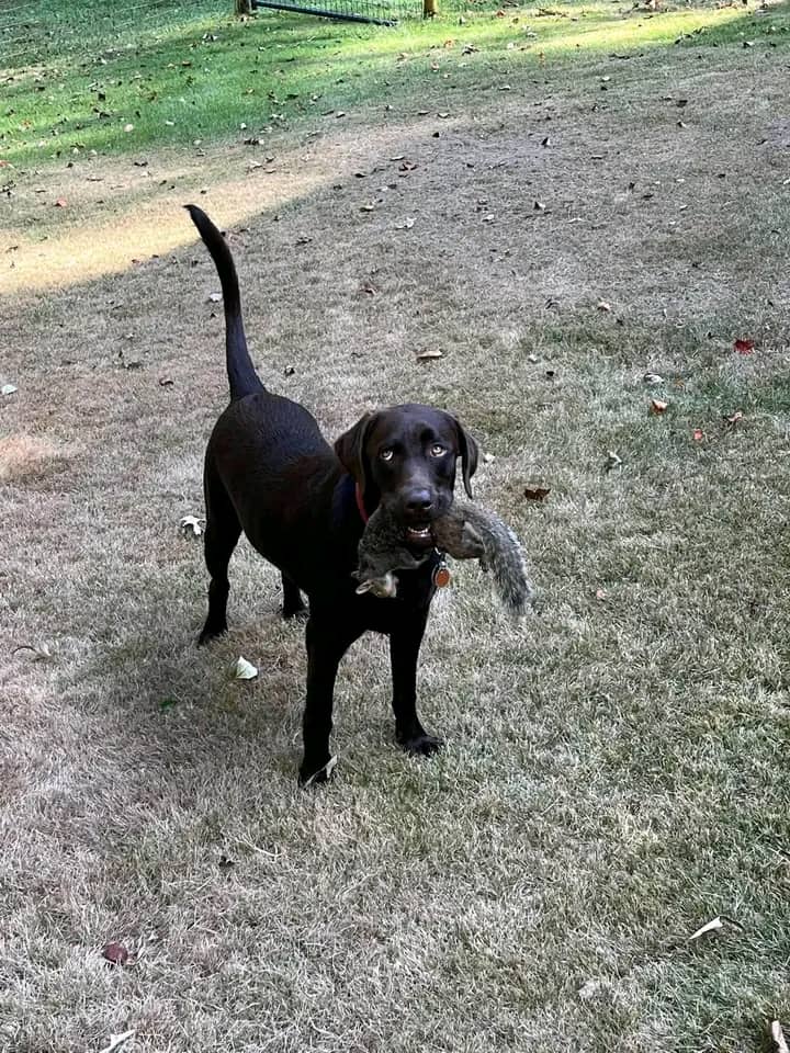 Mowi - Labrador available for adoption at Owner Rehoming in Calgary (1 of 2)
