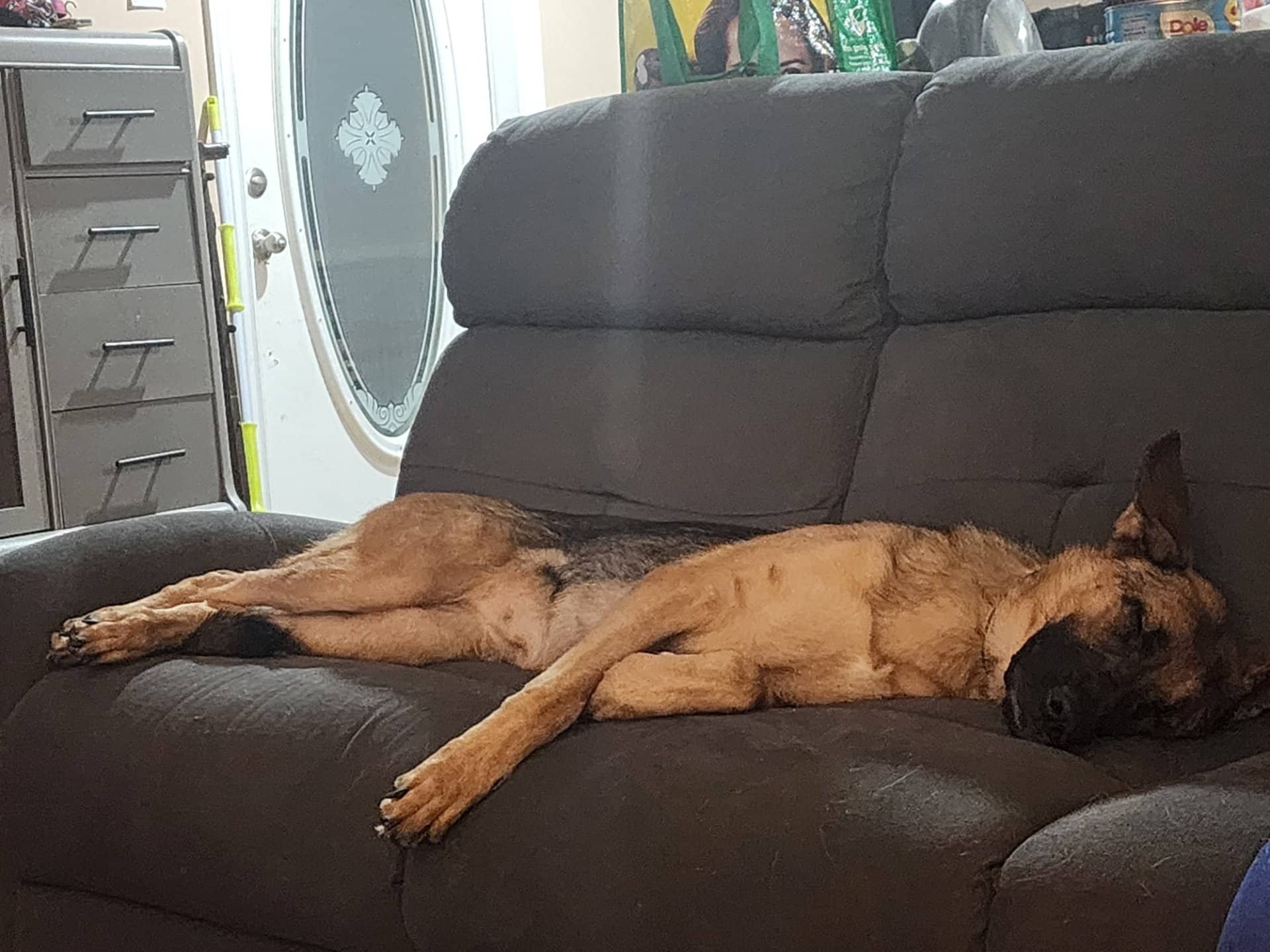 Willow - German Shepherd available for adoption at Owner Rehoming in Kingston (1 of 5)