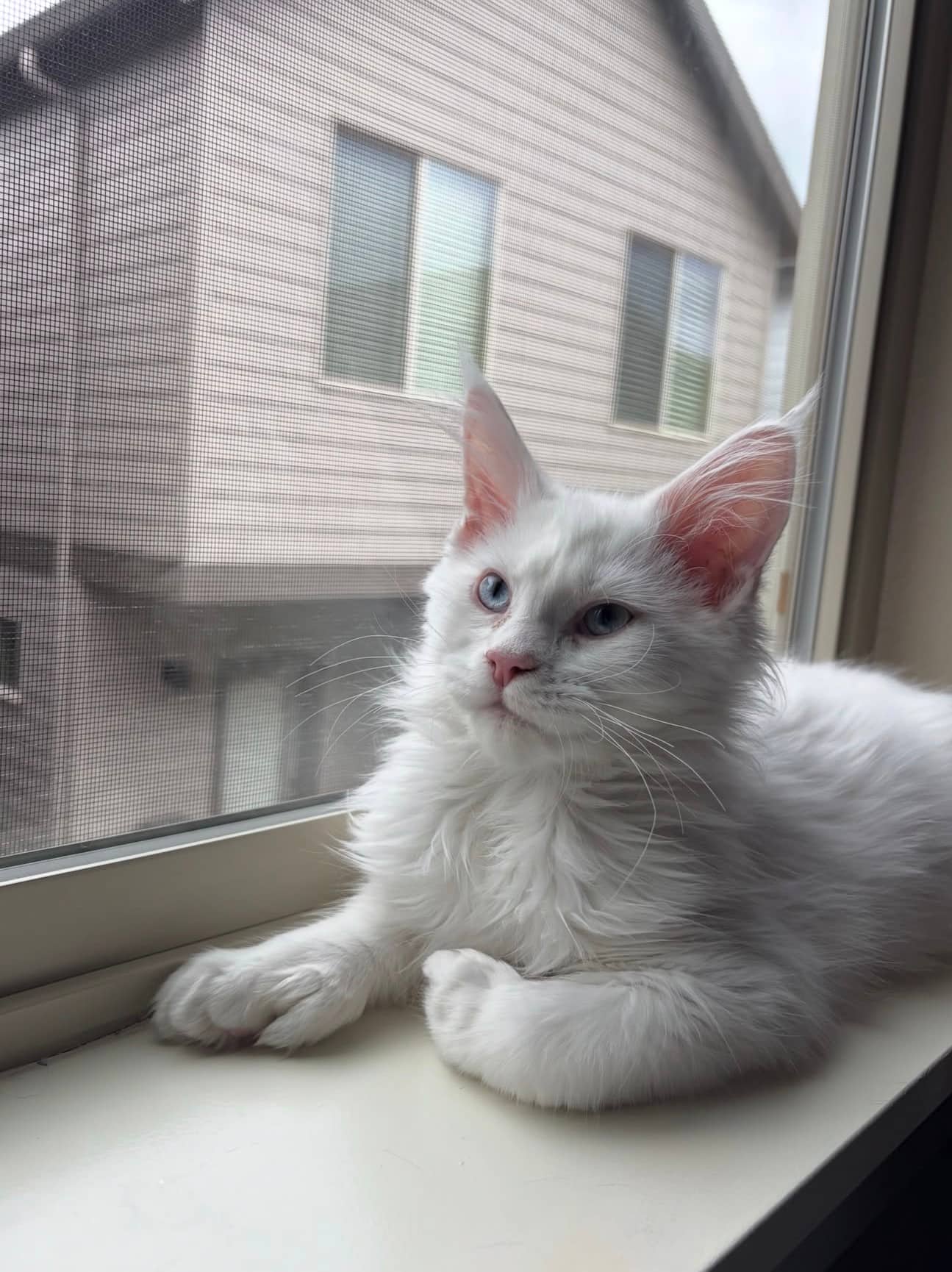 Cynthia - Maine Coon cat available for adoption at Owner Rehoming in Calgary (1 of 5)
