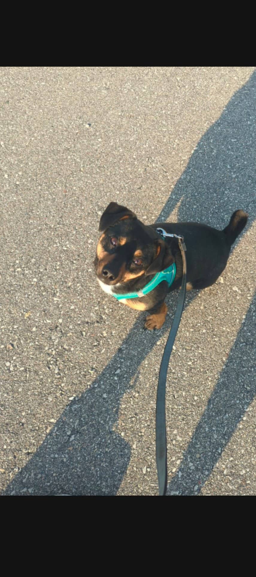 Diesel - Jack Russell Dachshund mix available for adoption in Manitoba