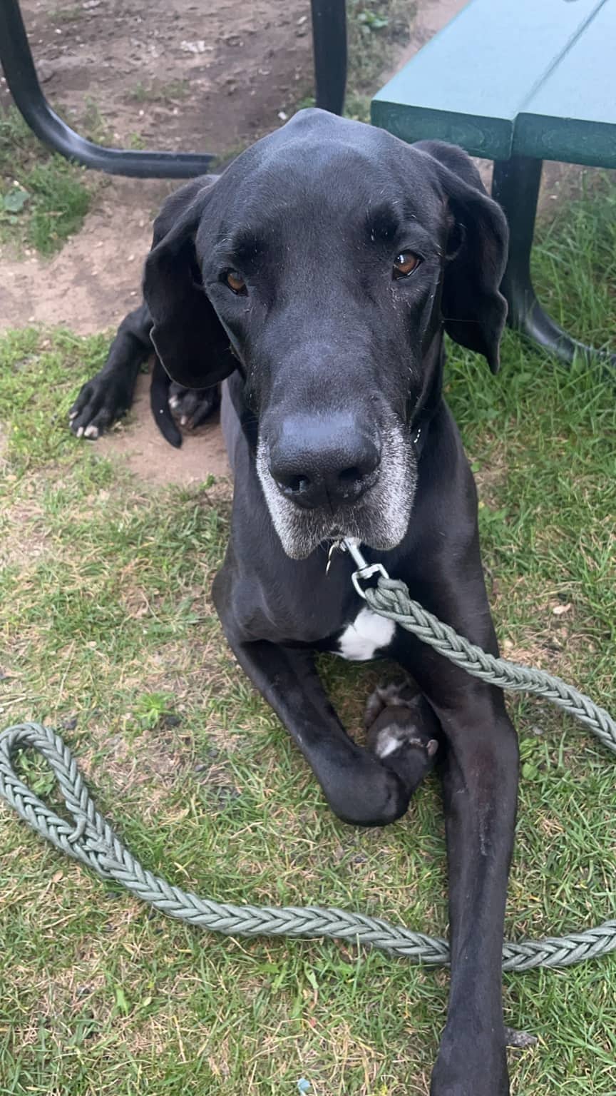 Scooby - Great Dane available for adoption in Ontario