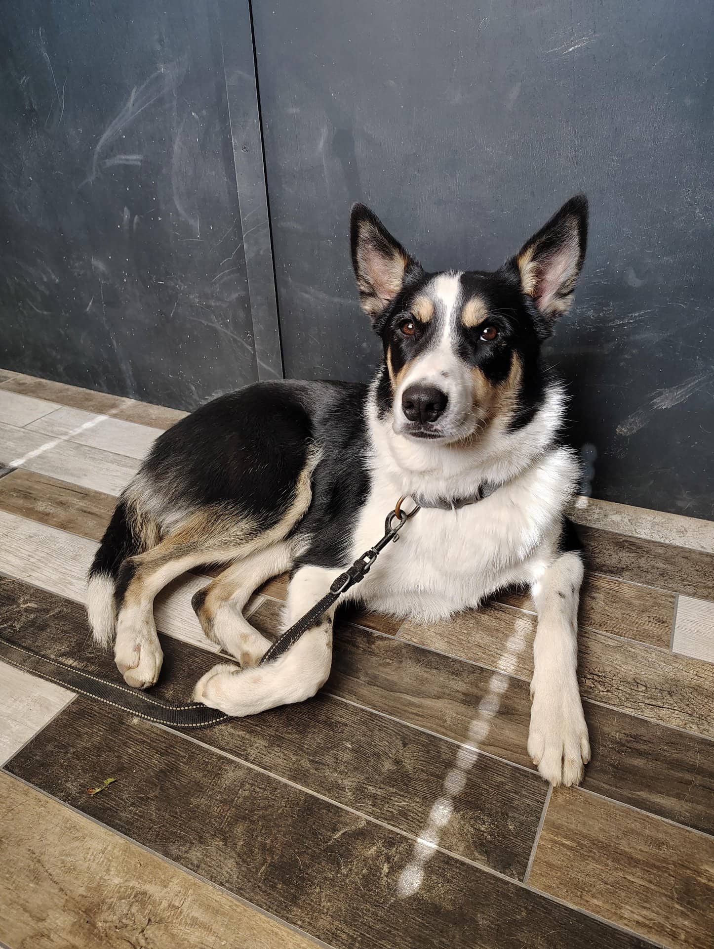 ROMEO - BORDER COLLIE AUSTRALIAN SHEPHERD available for adoption at Owner Rehoming in Toronto (1 of 5)