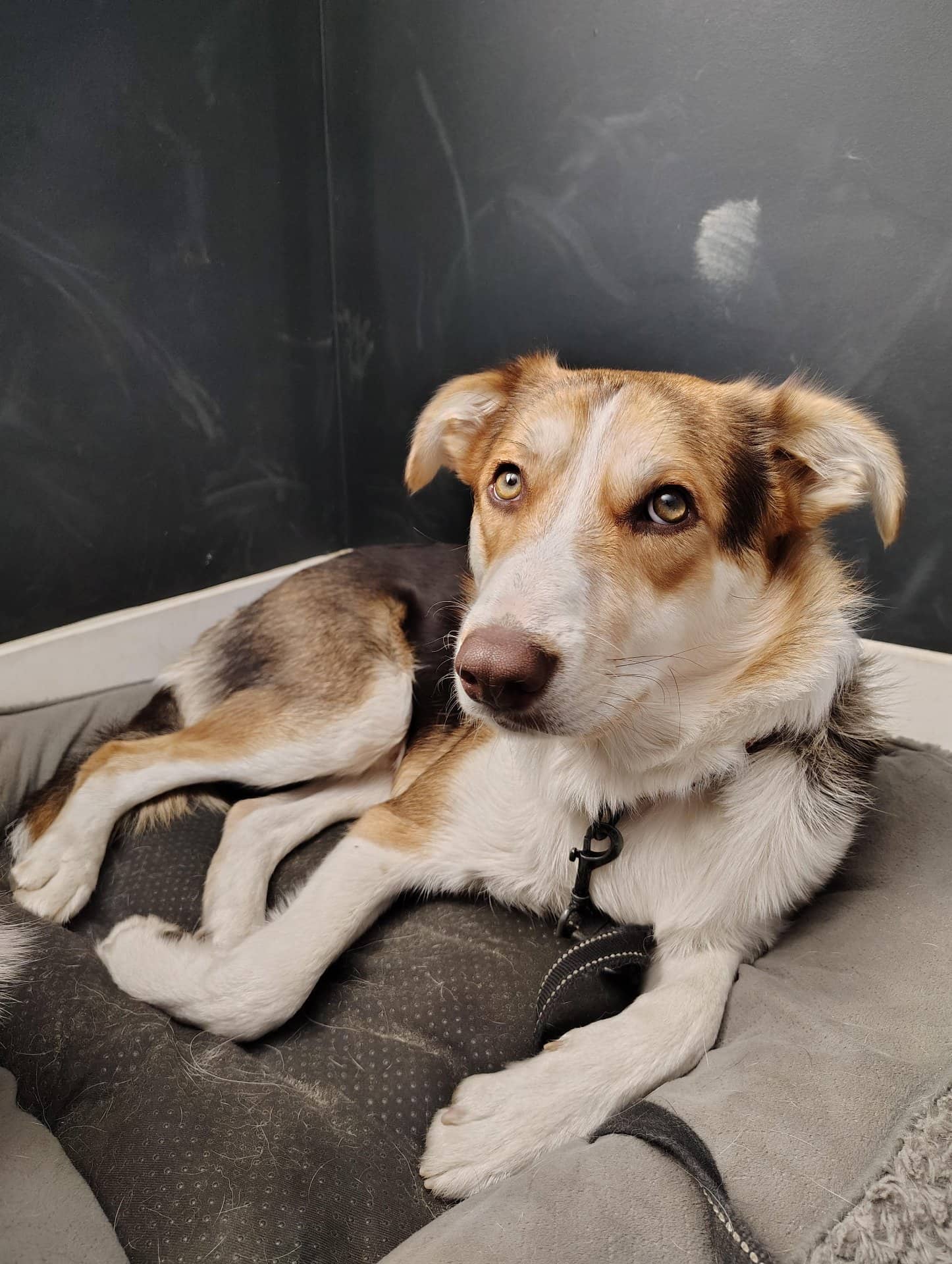 BENTLEY - AUSTRALIAN SHEPHERD BORDER COLLIE available for adoption at Owner Rehoming in Toronto (1 of 5)