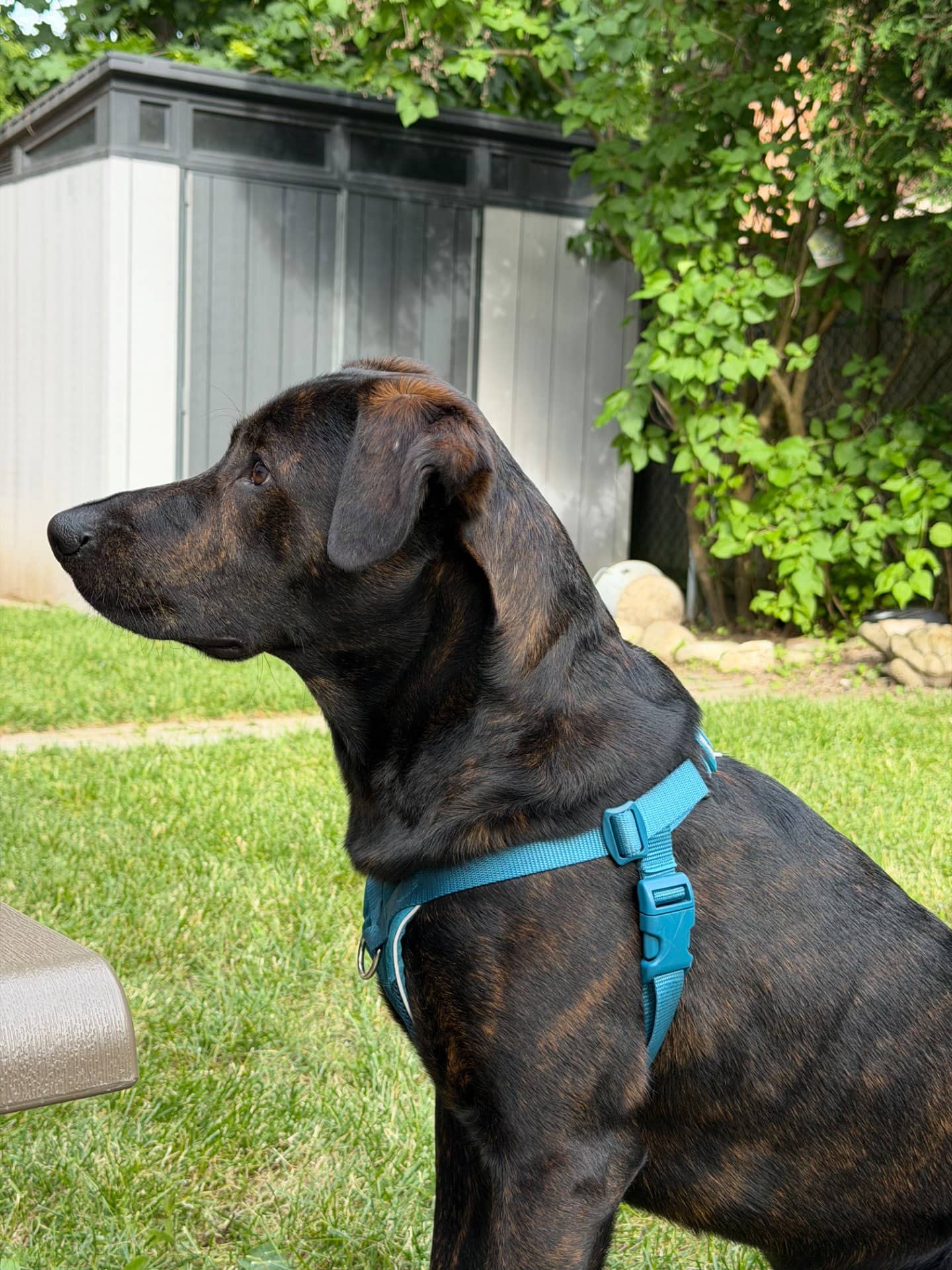 Kody - Labrador Retriever boxer mix available for adoption at Owner Rehoming in Toronto (1 of 5)