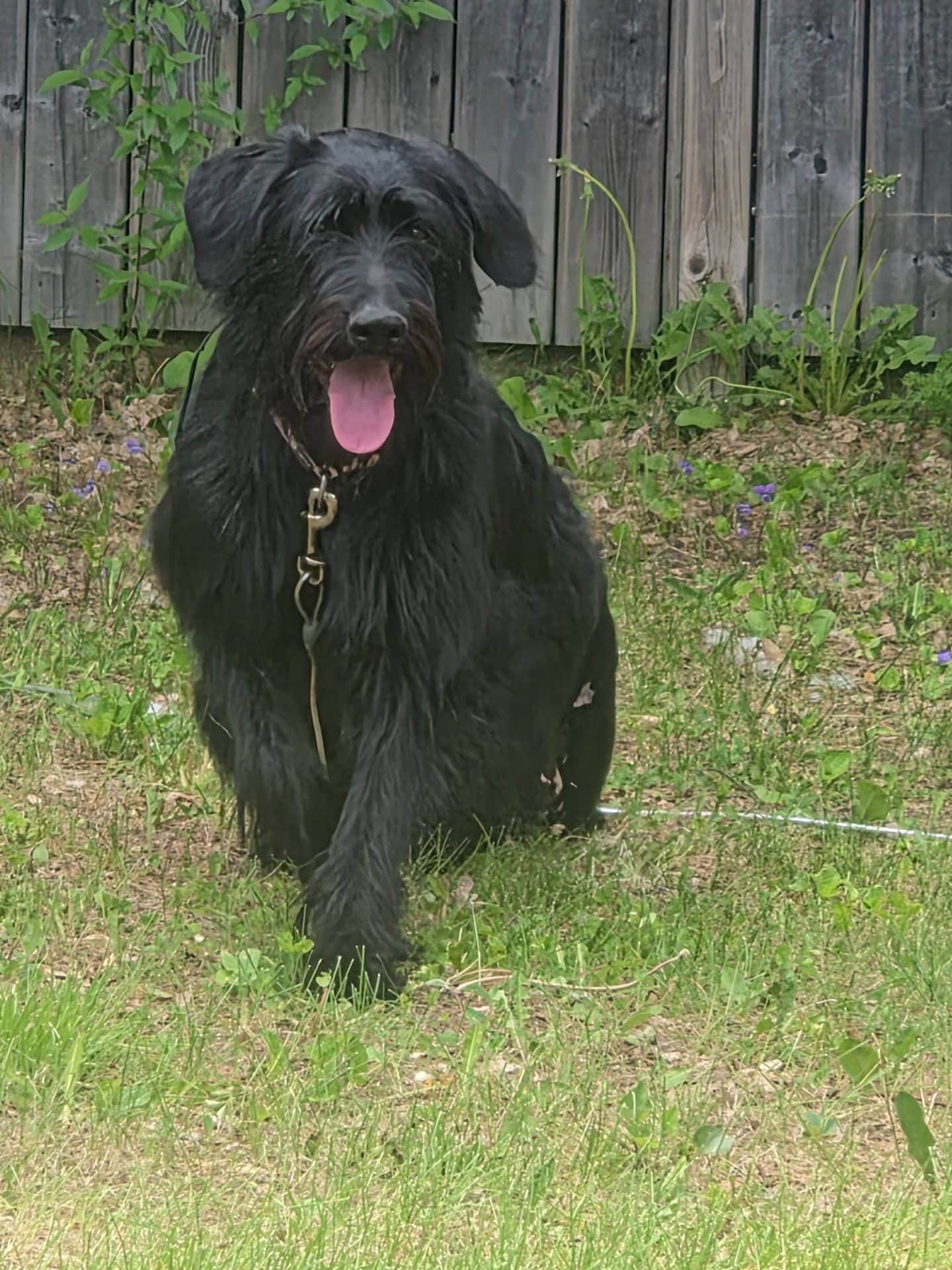 Hope - Mixed Breed available for adoption at Owner Rehoming in North Bay (1 of 5)